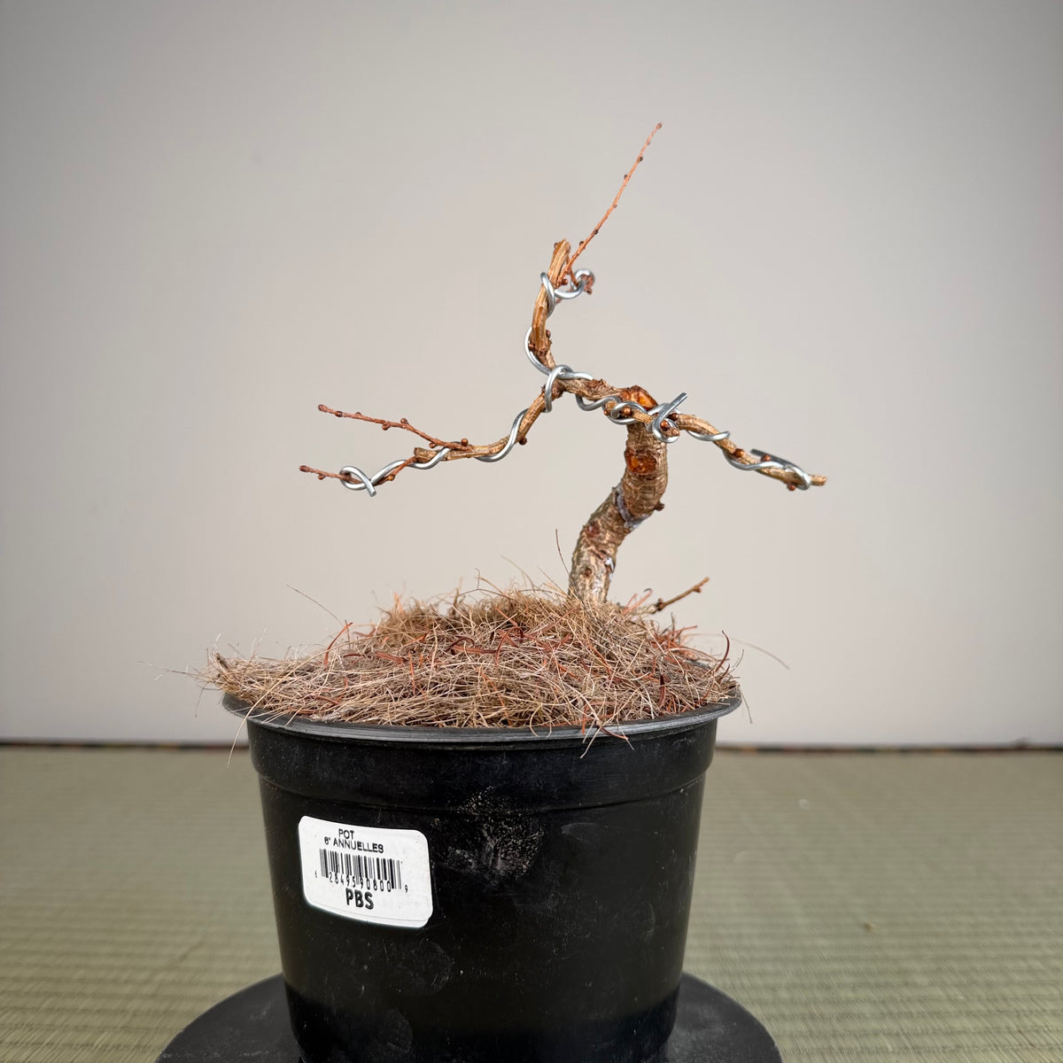 Larix leptolepsis