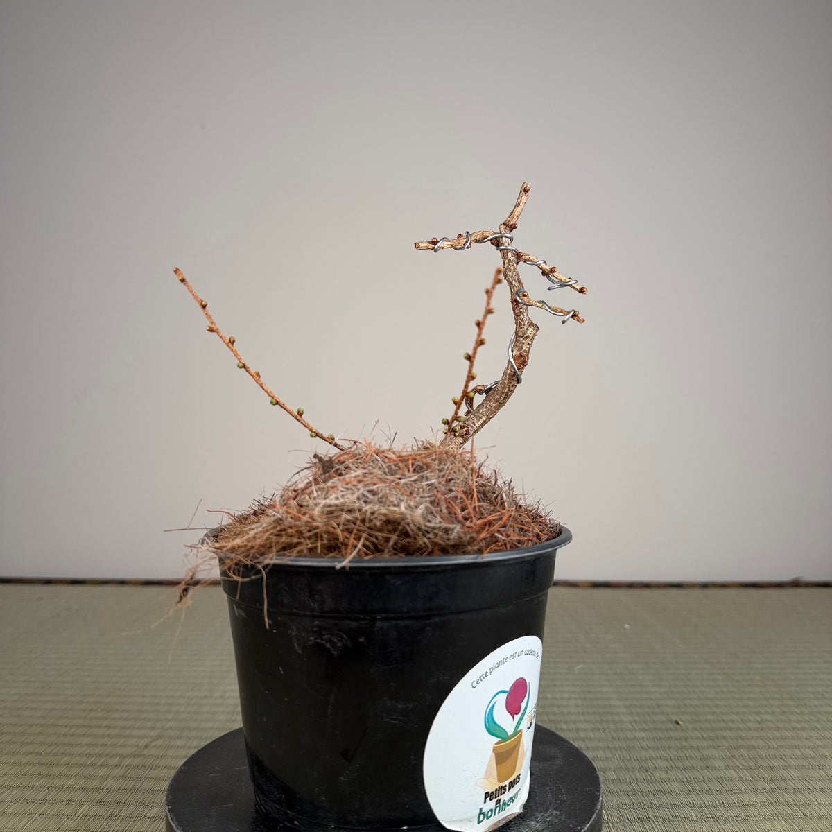Larix leptolepsis