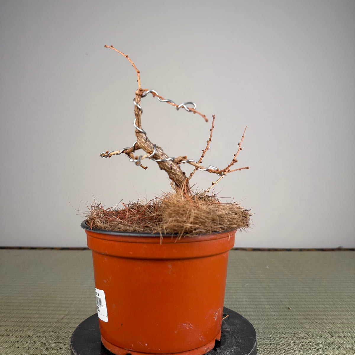 Larix leptolepsis