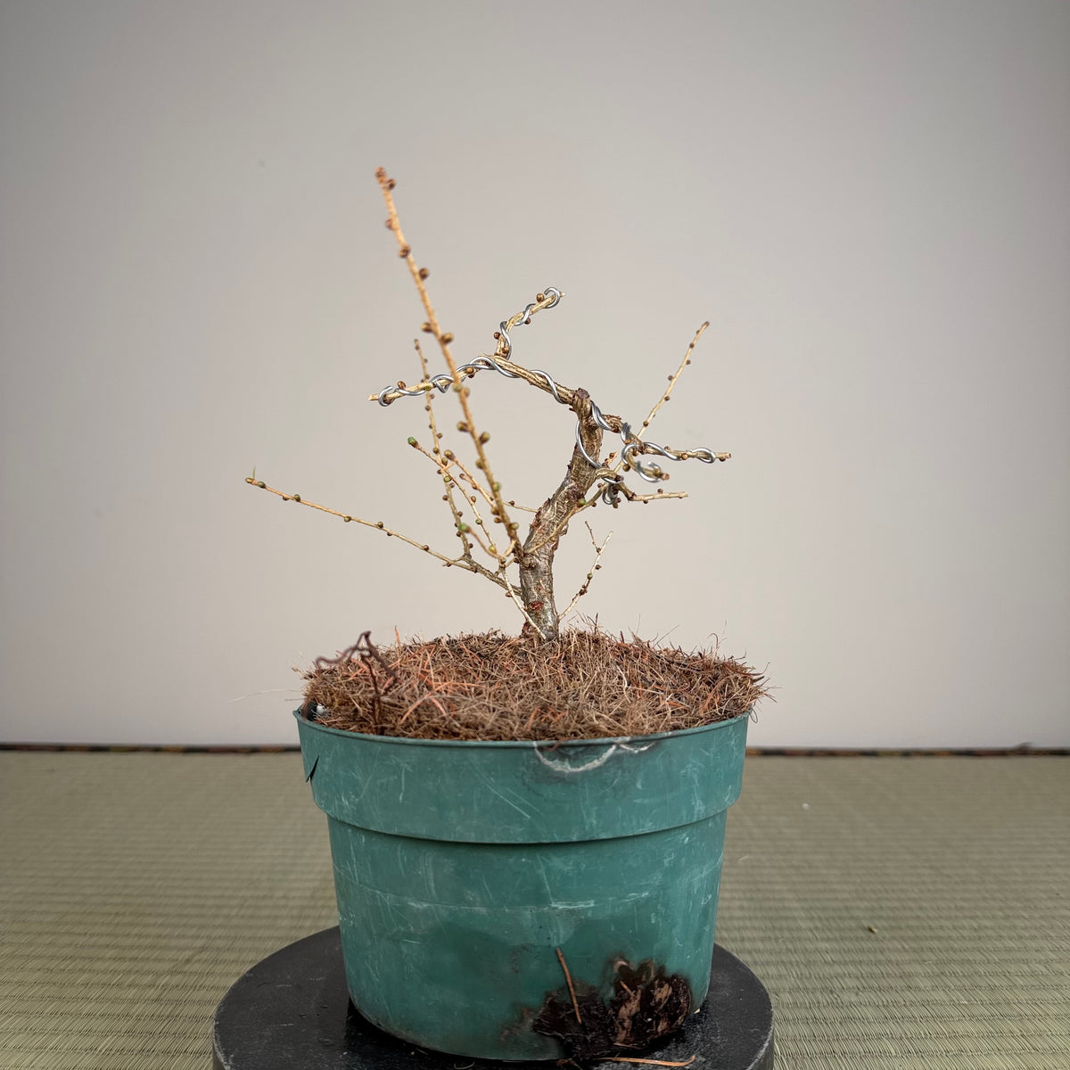 Larix leptolepsis