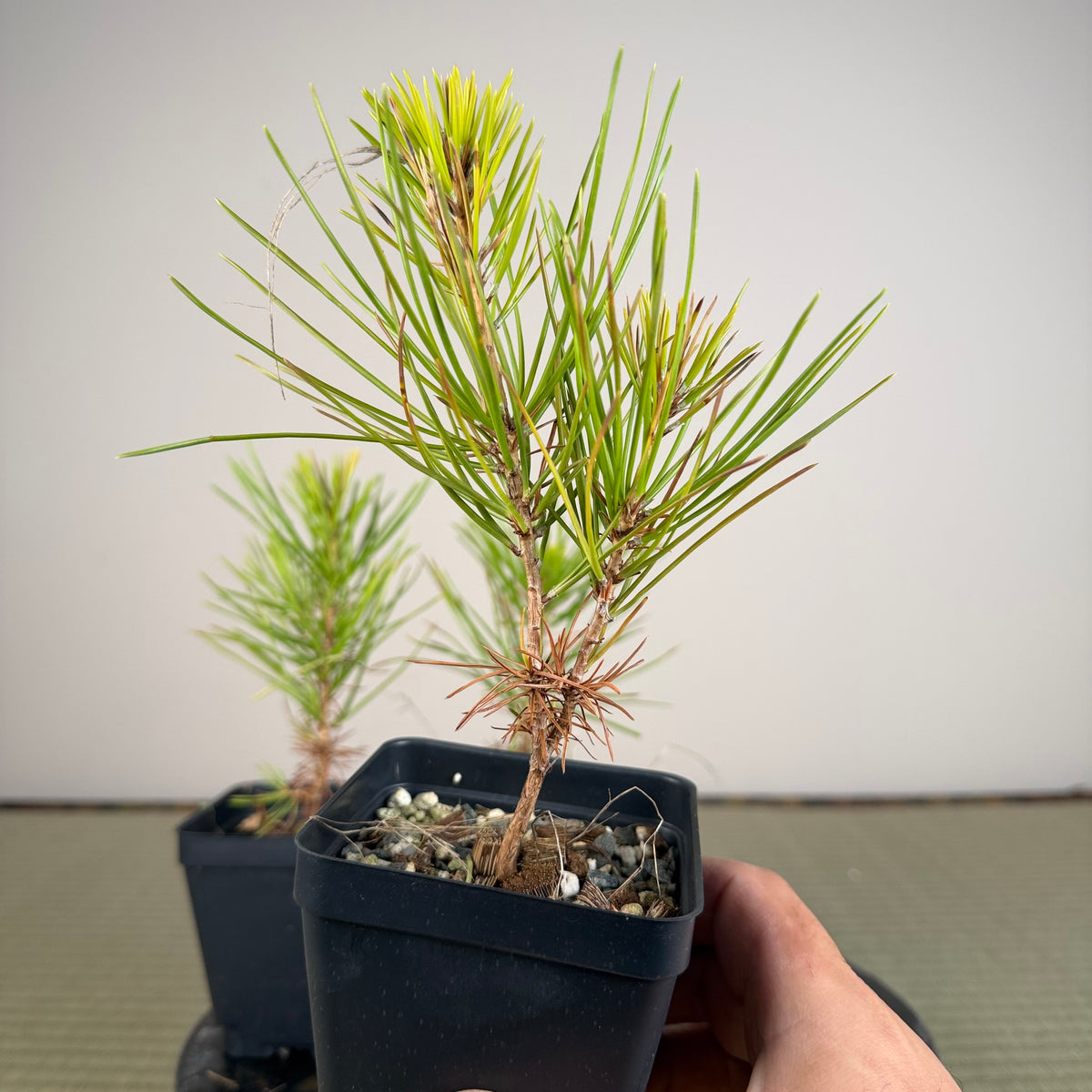 Pinus densiflora