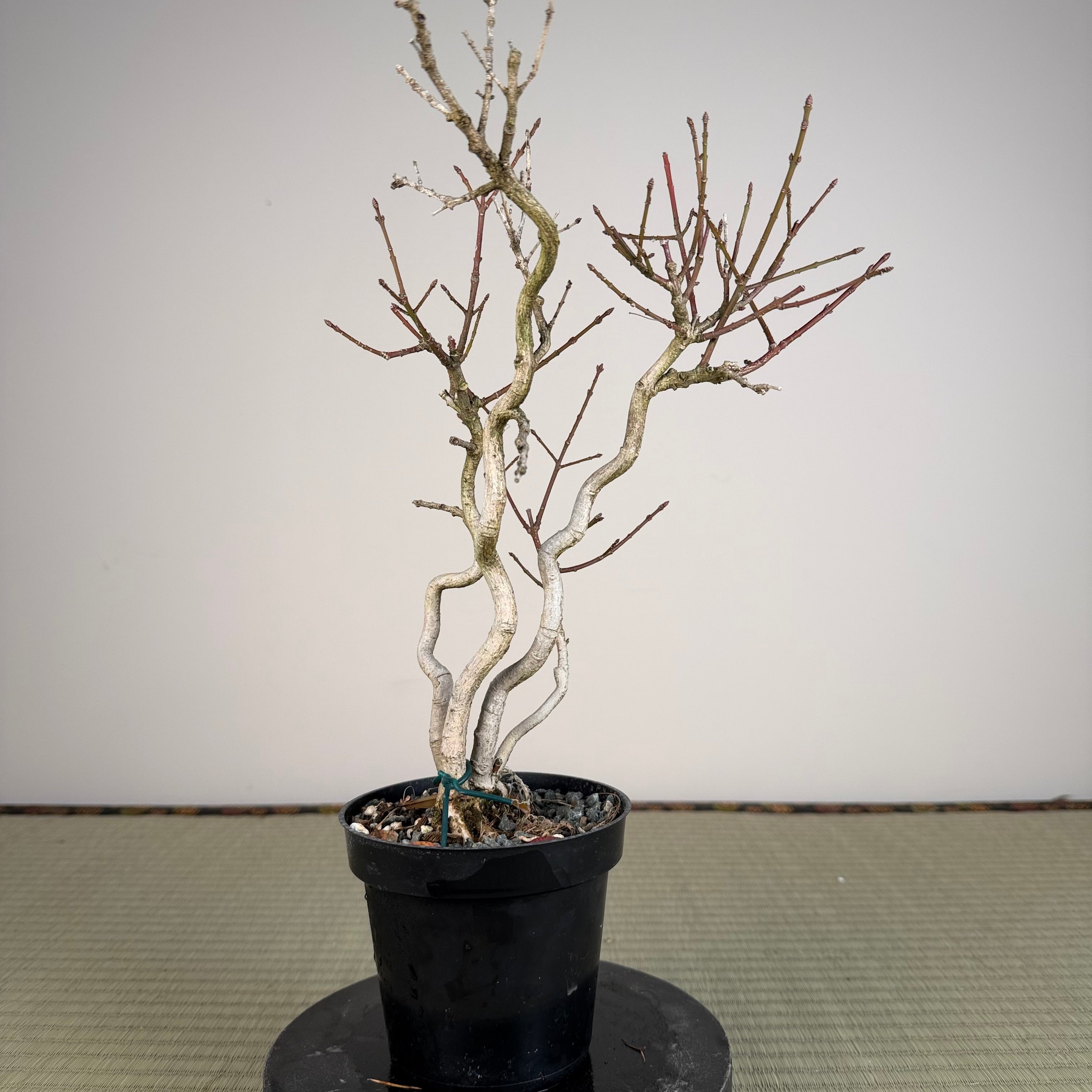 Euonymus