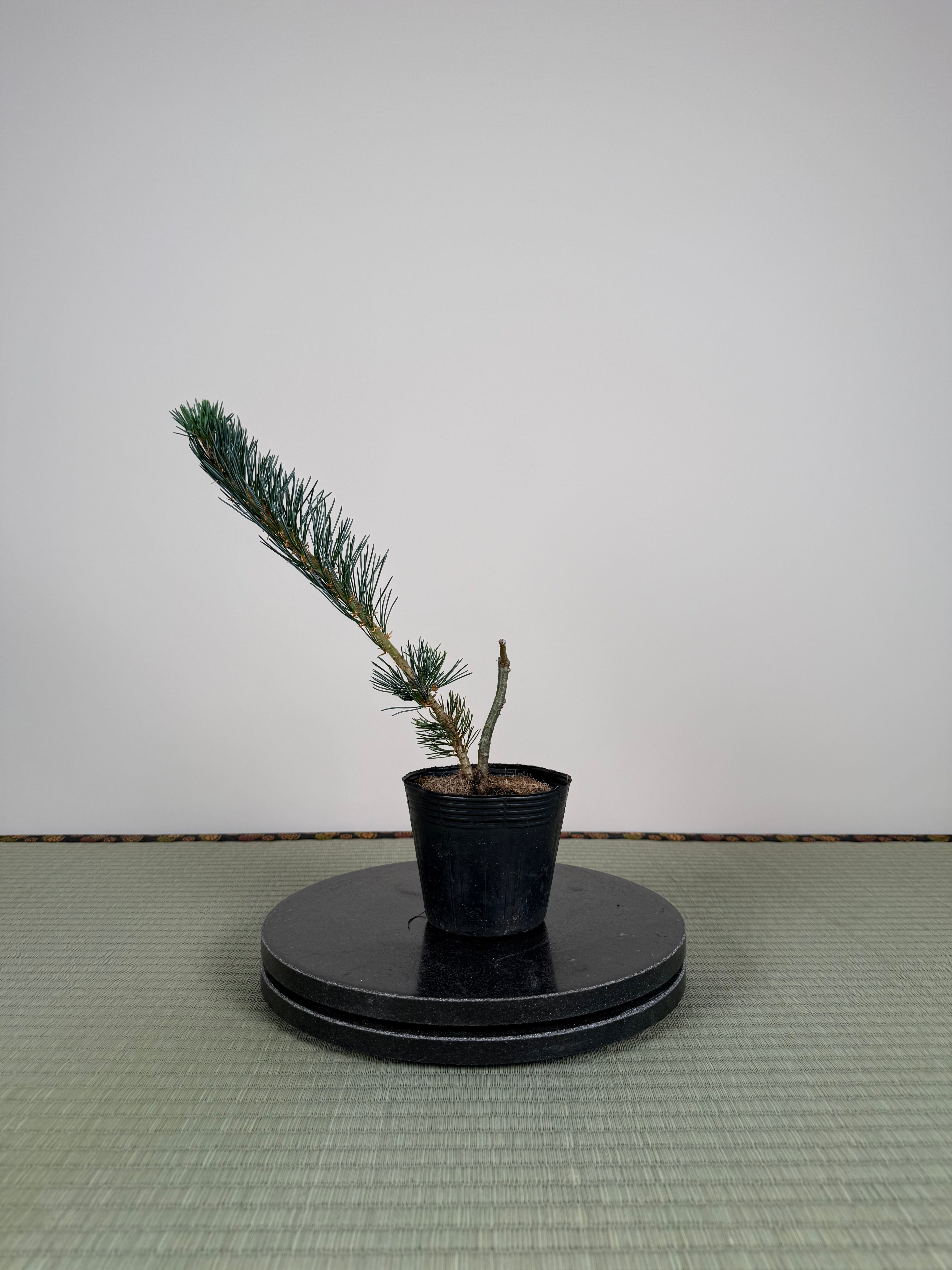 Pinus parviflora 'Kokonoe'