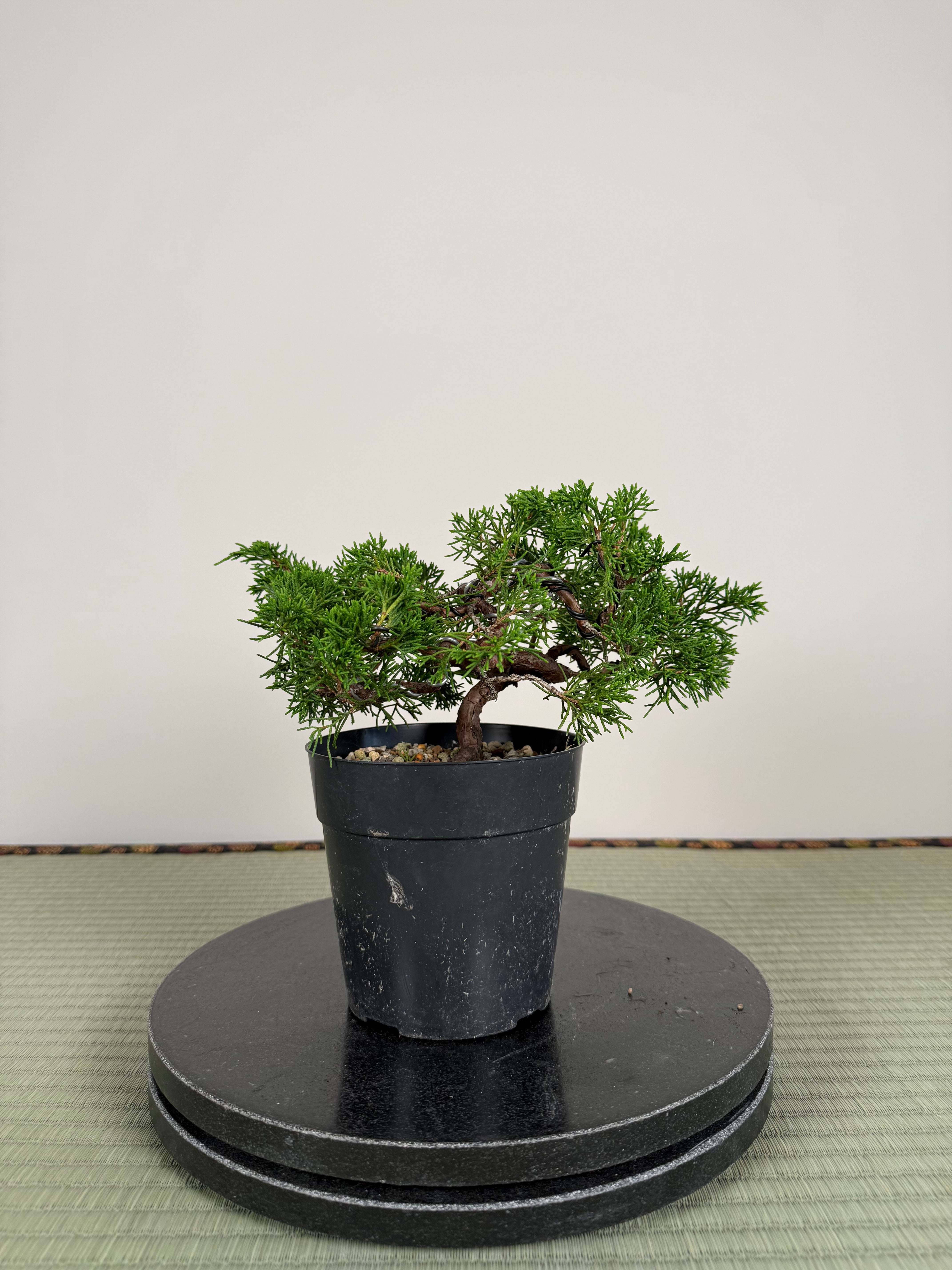 Juniperus chinensis Itoigawa