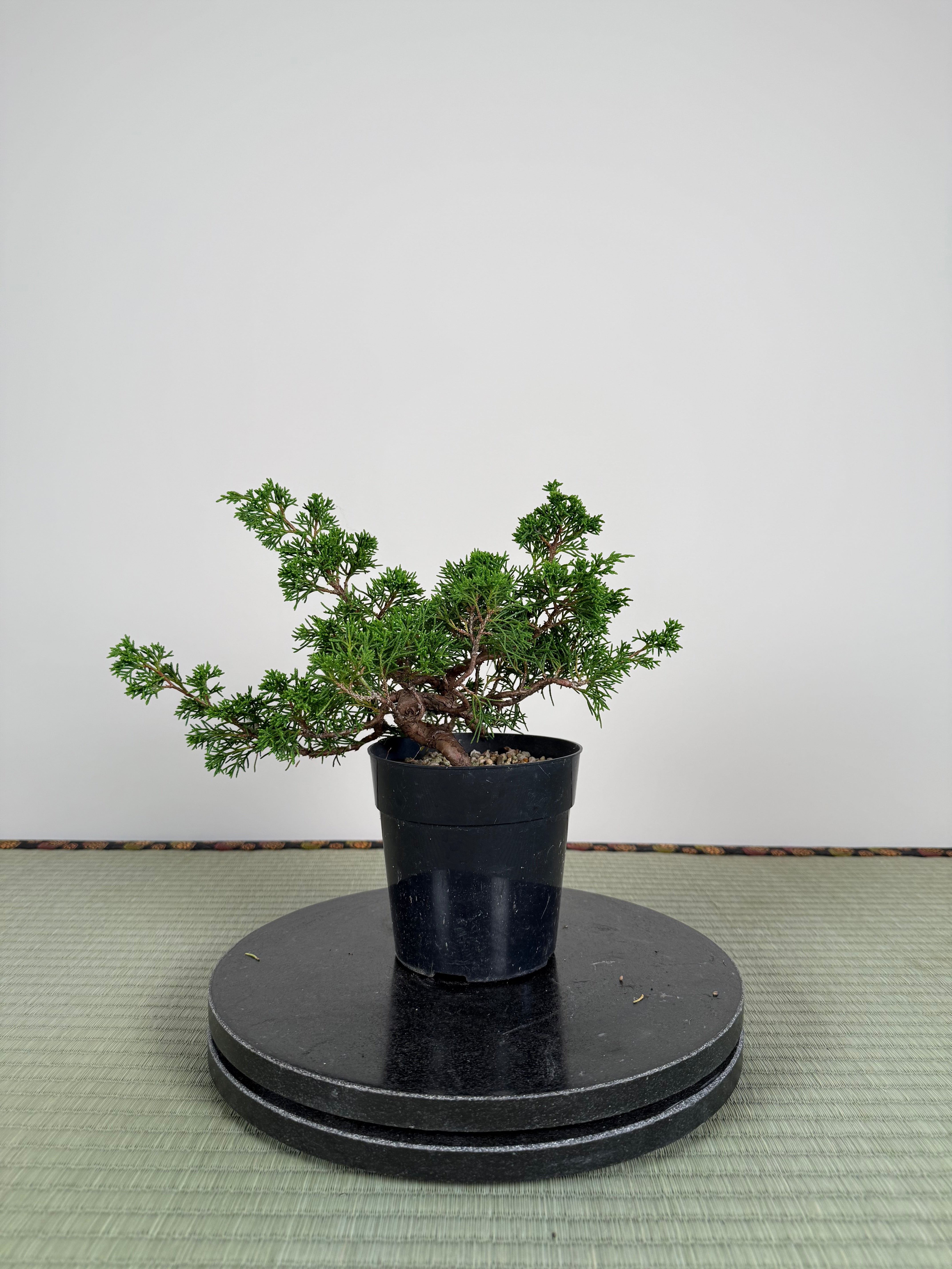 Juniperus chinensis Itoigawa