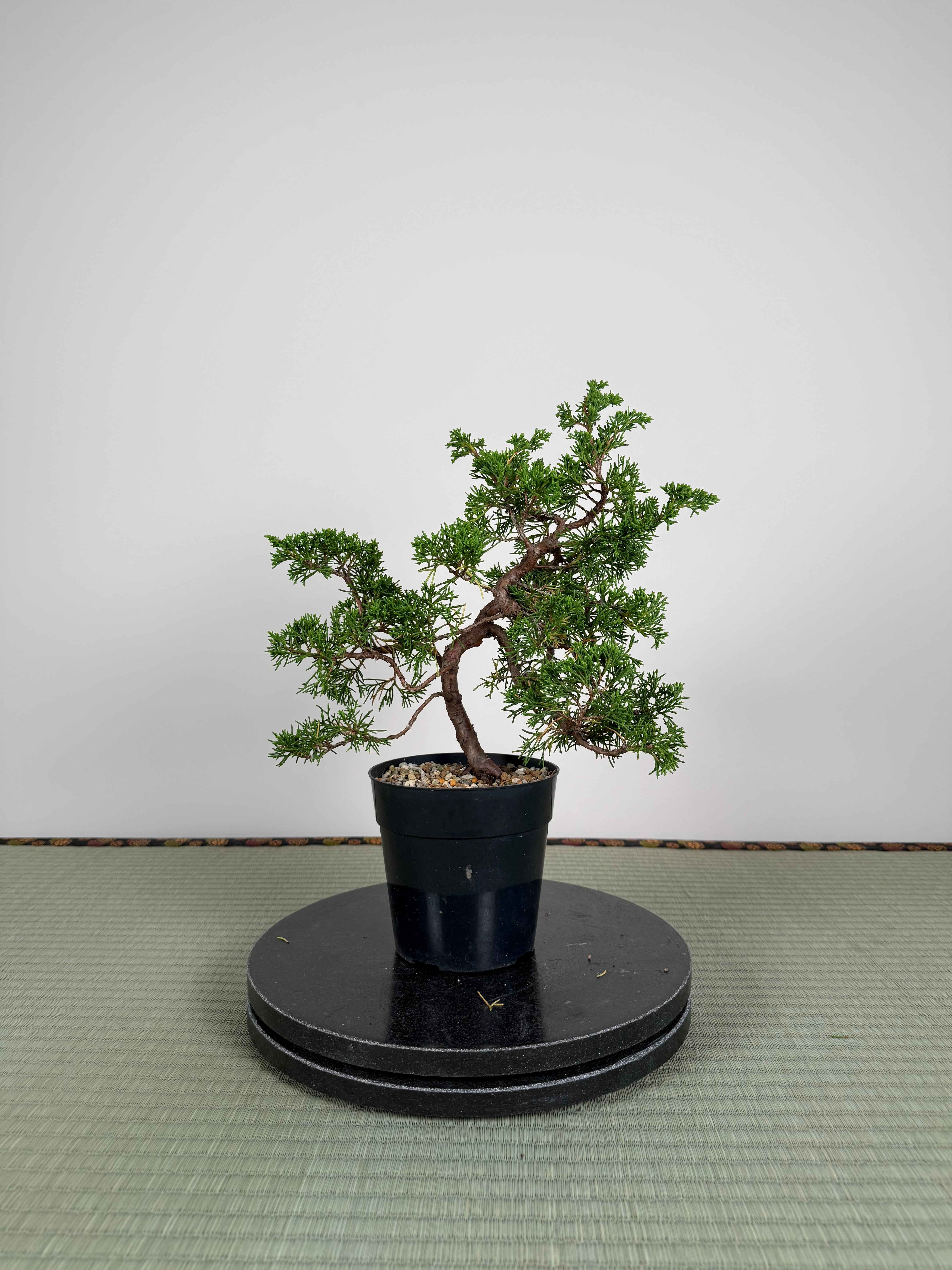 Juniperus chinensis Itoigawa