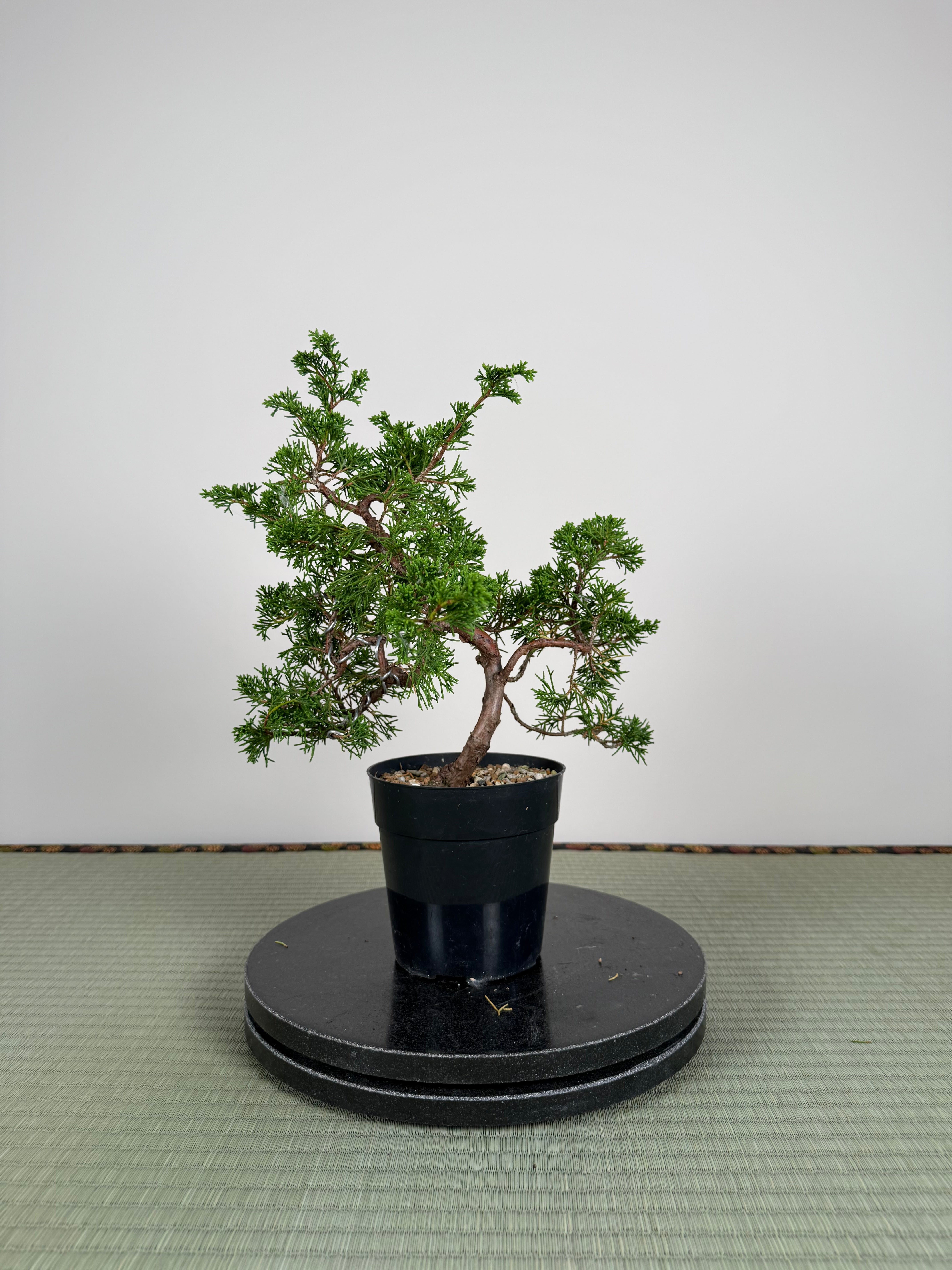 Juniperus chinensis Itoigawa