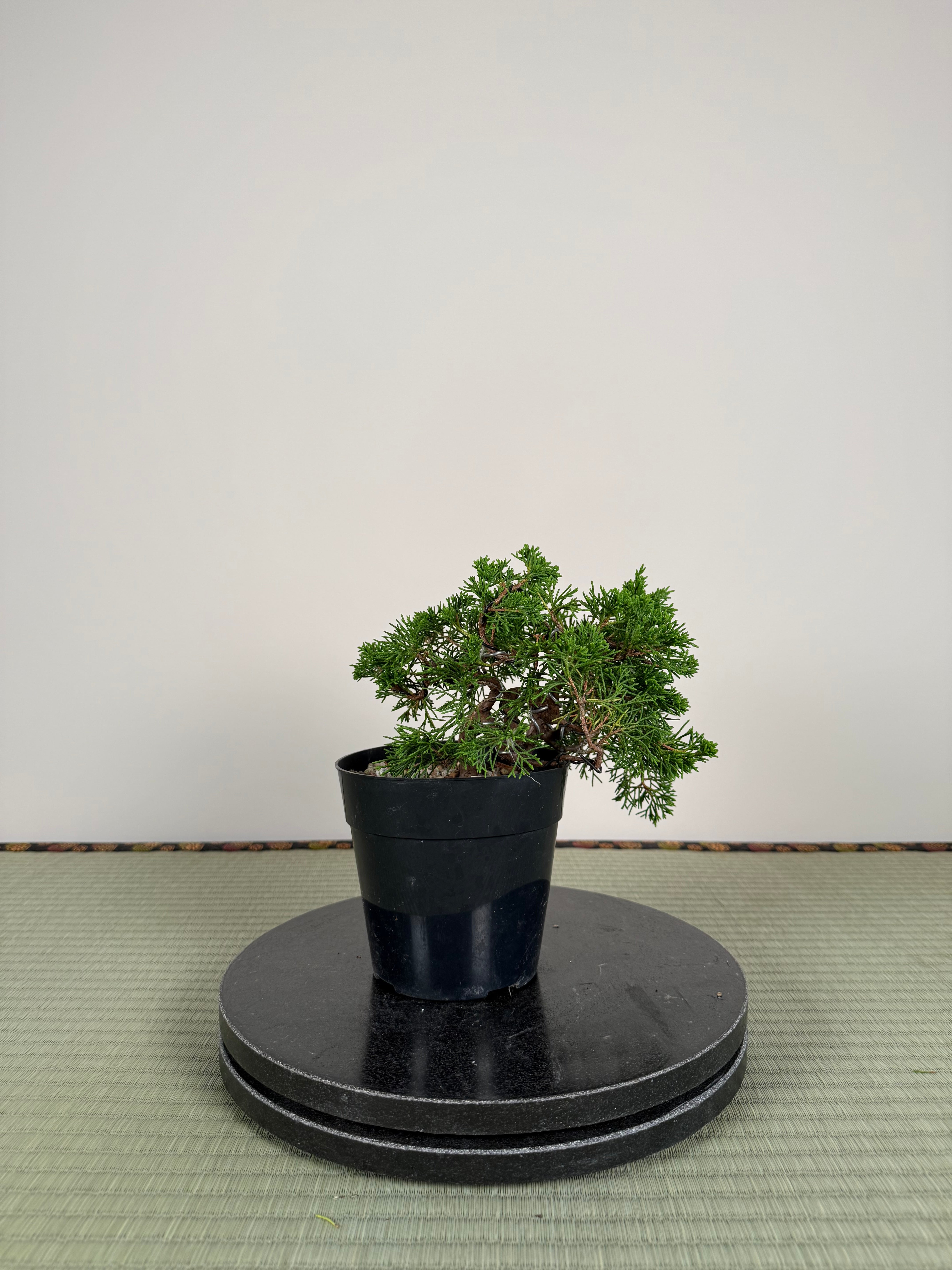 Juniperus chinensis Itoigawa