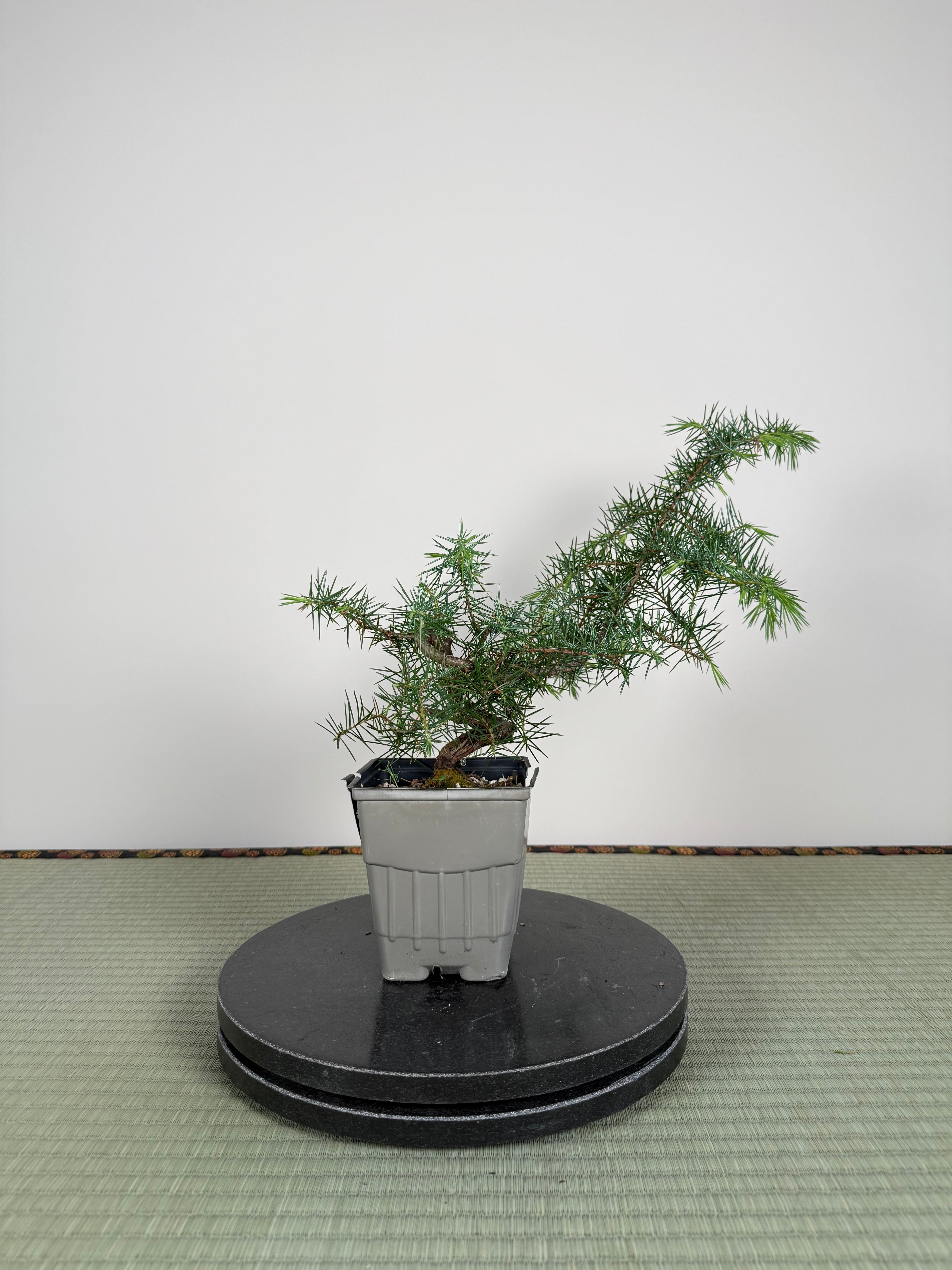 Juniperus rigida