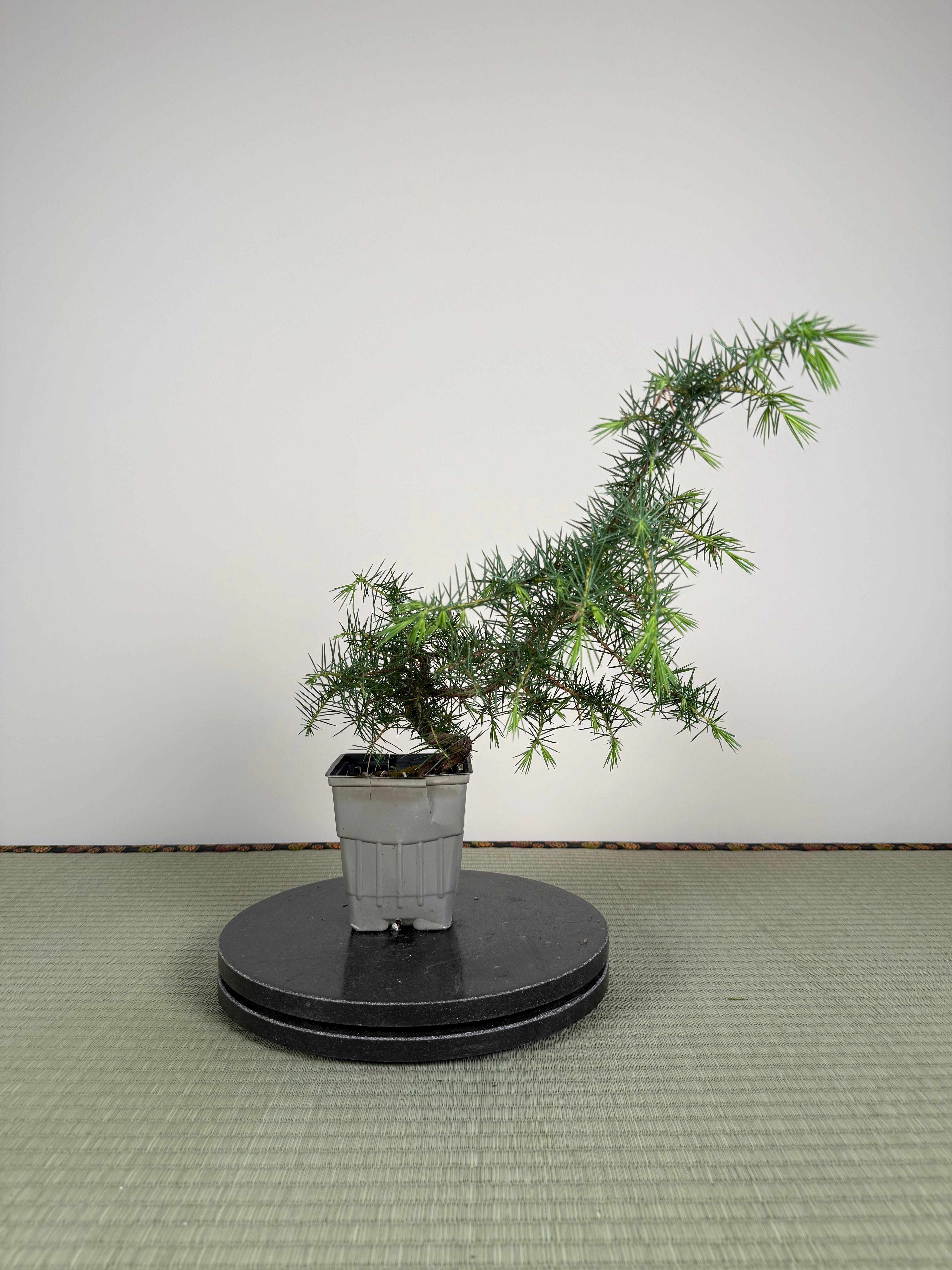 Juniperus rigida