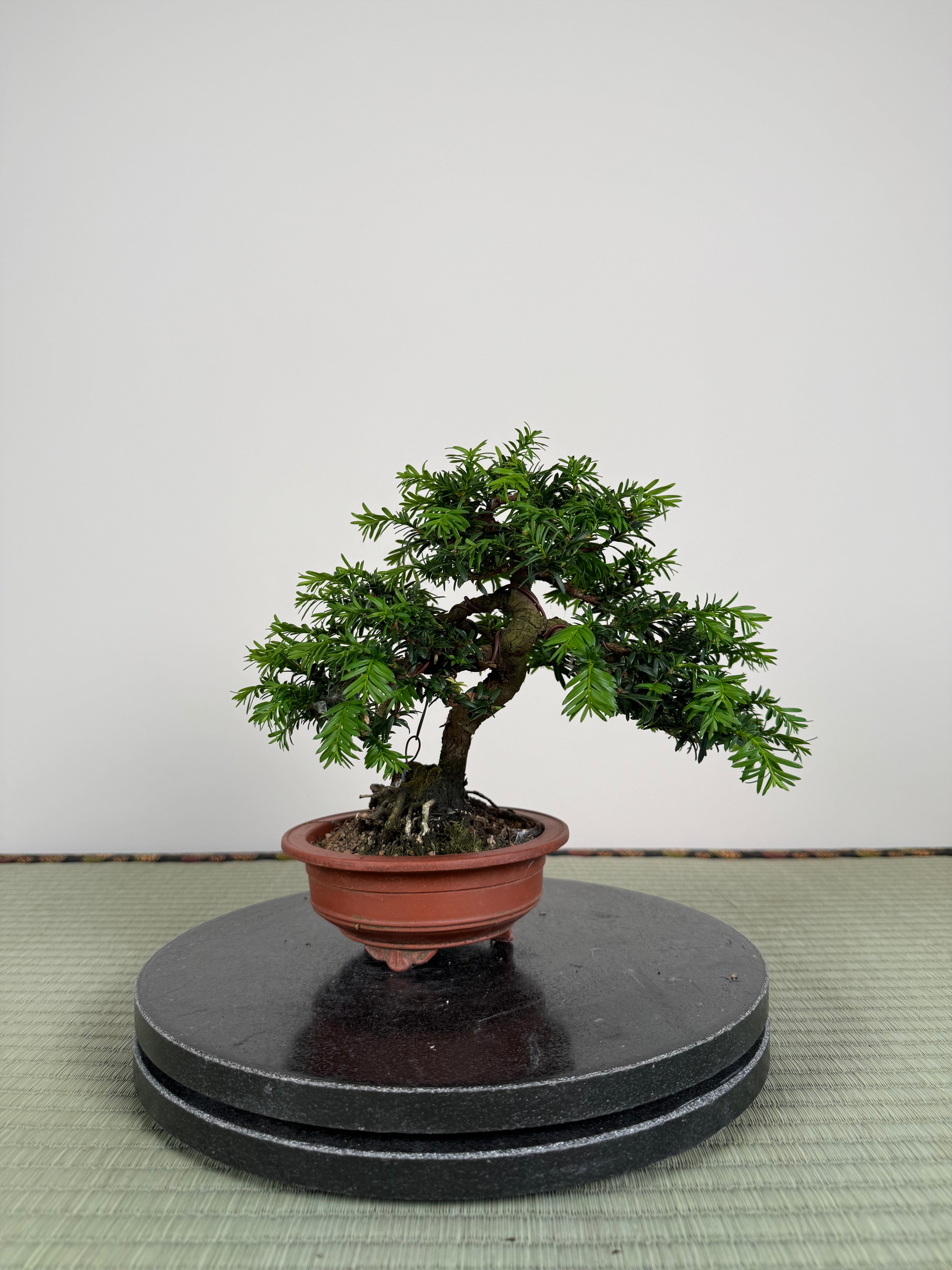 Taxus