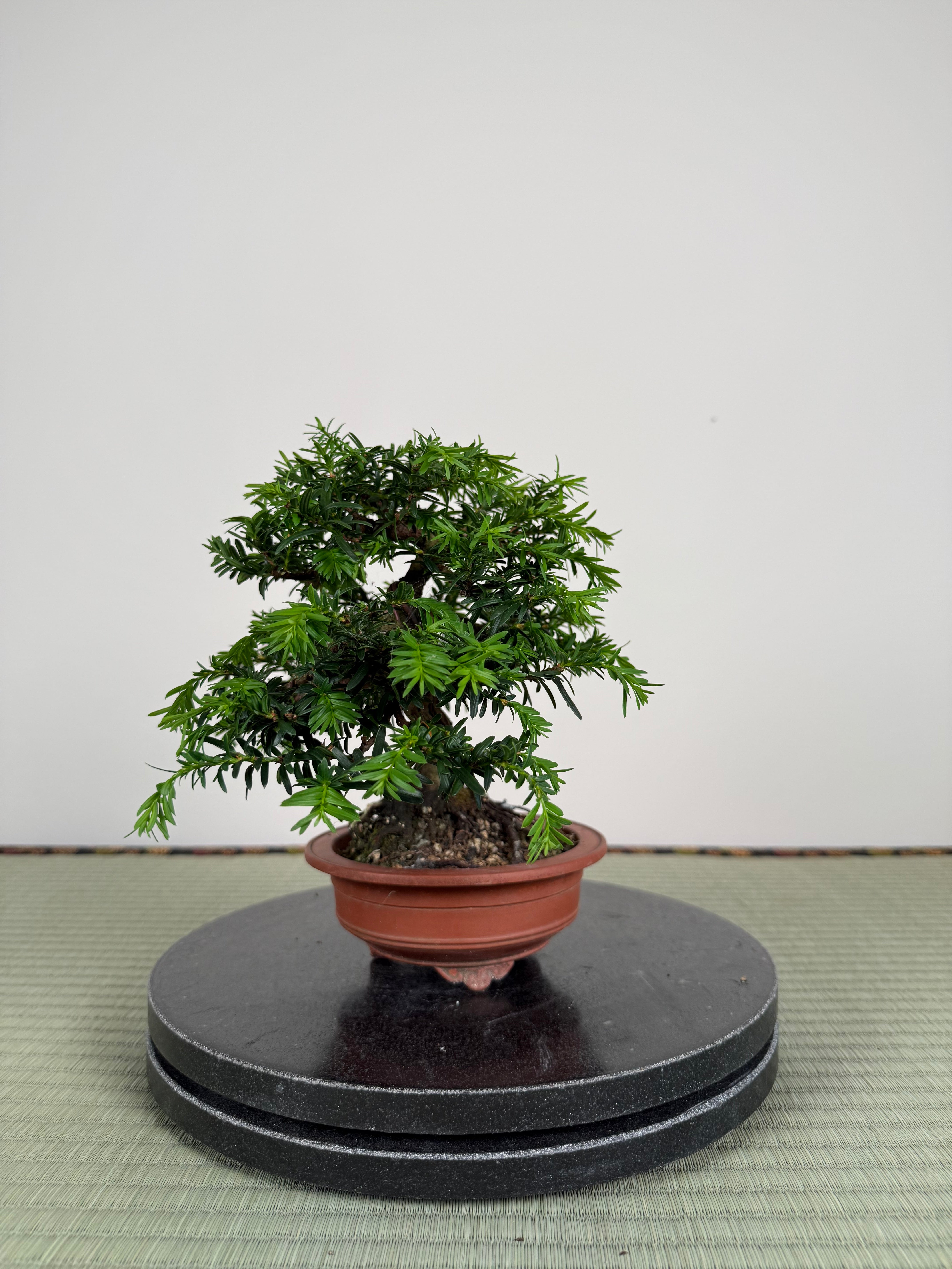 Taxus