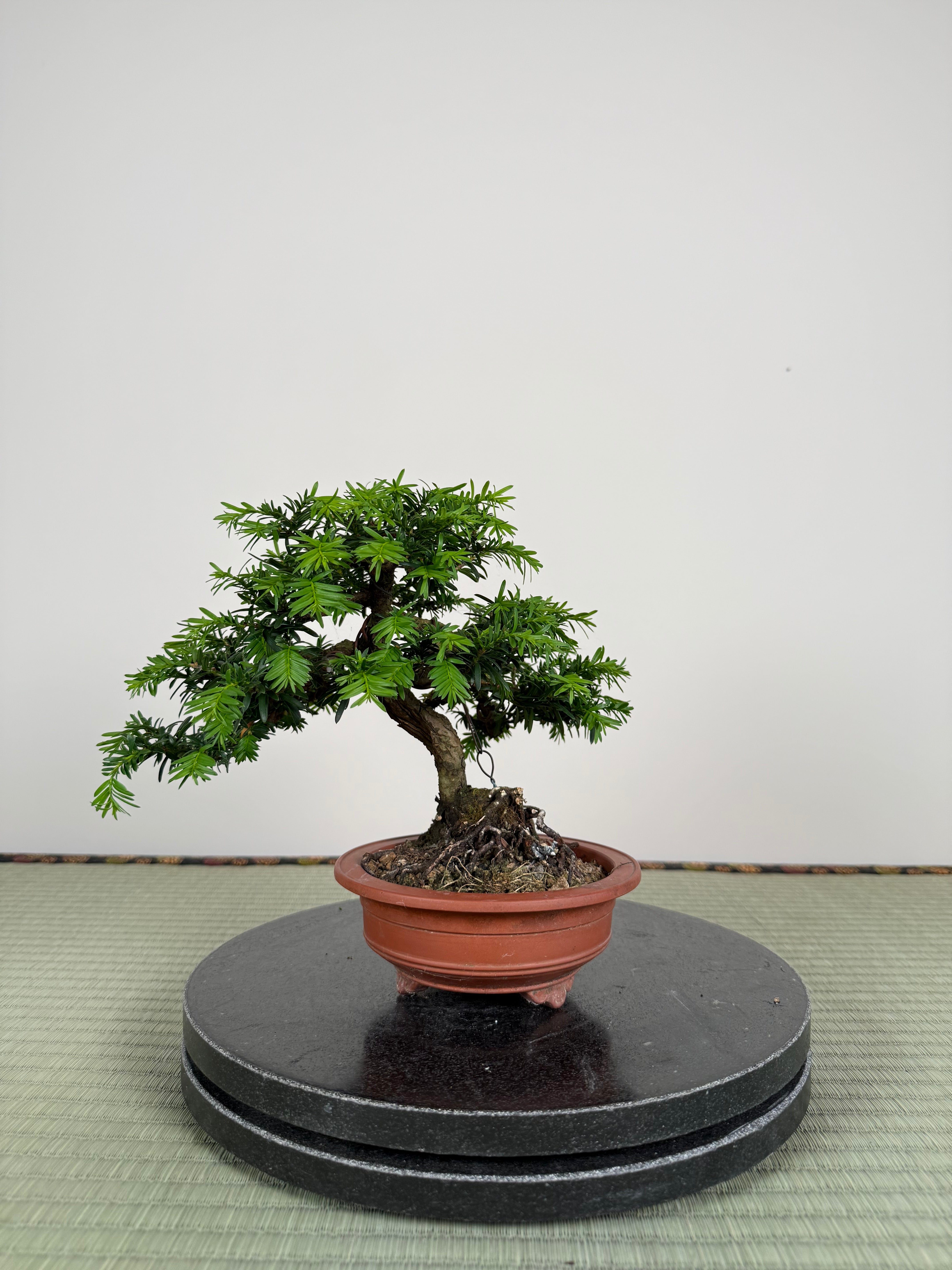 Taxus