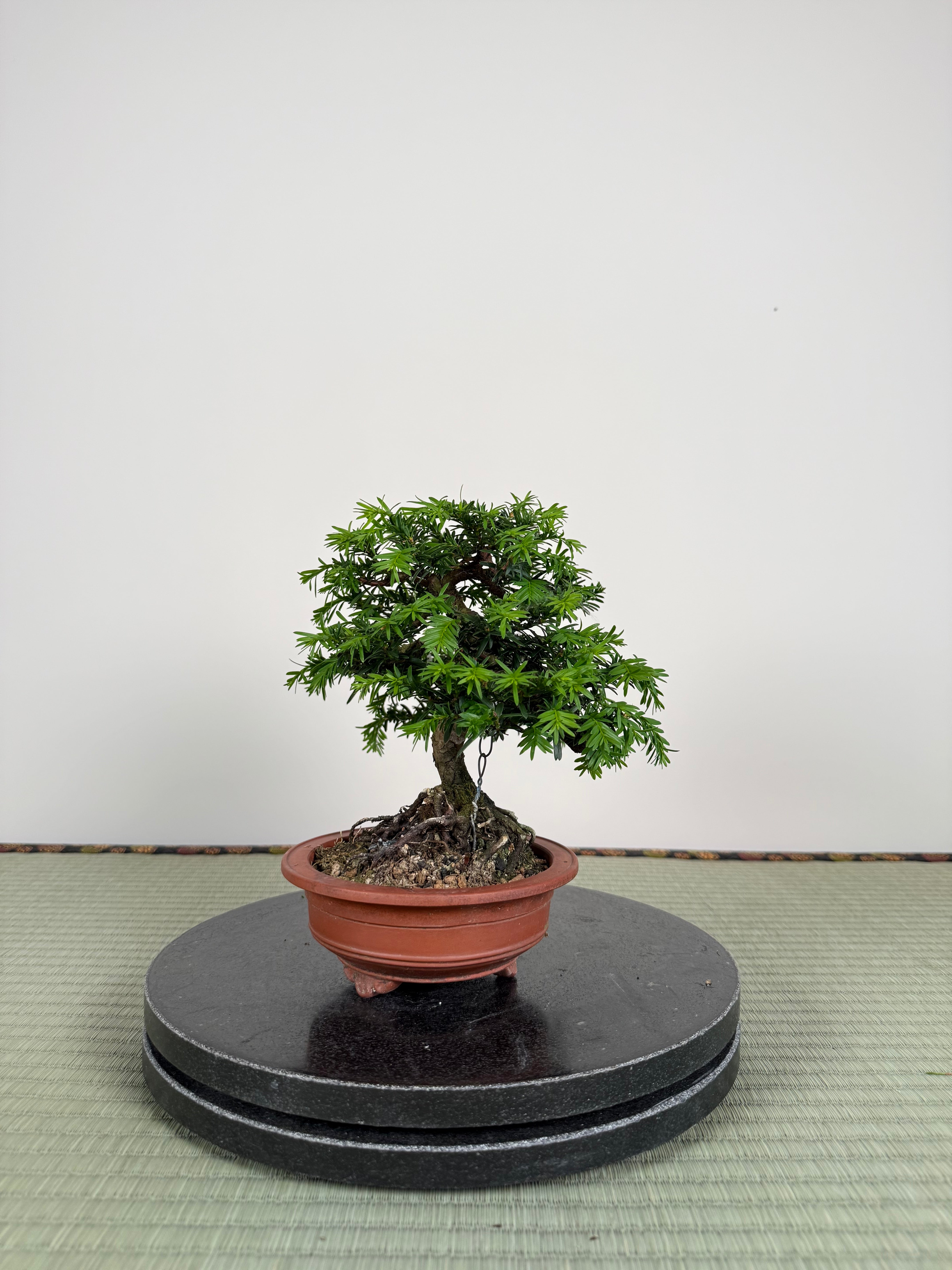 Taxus