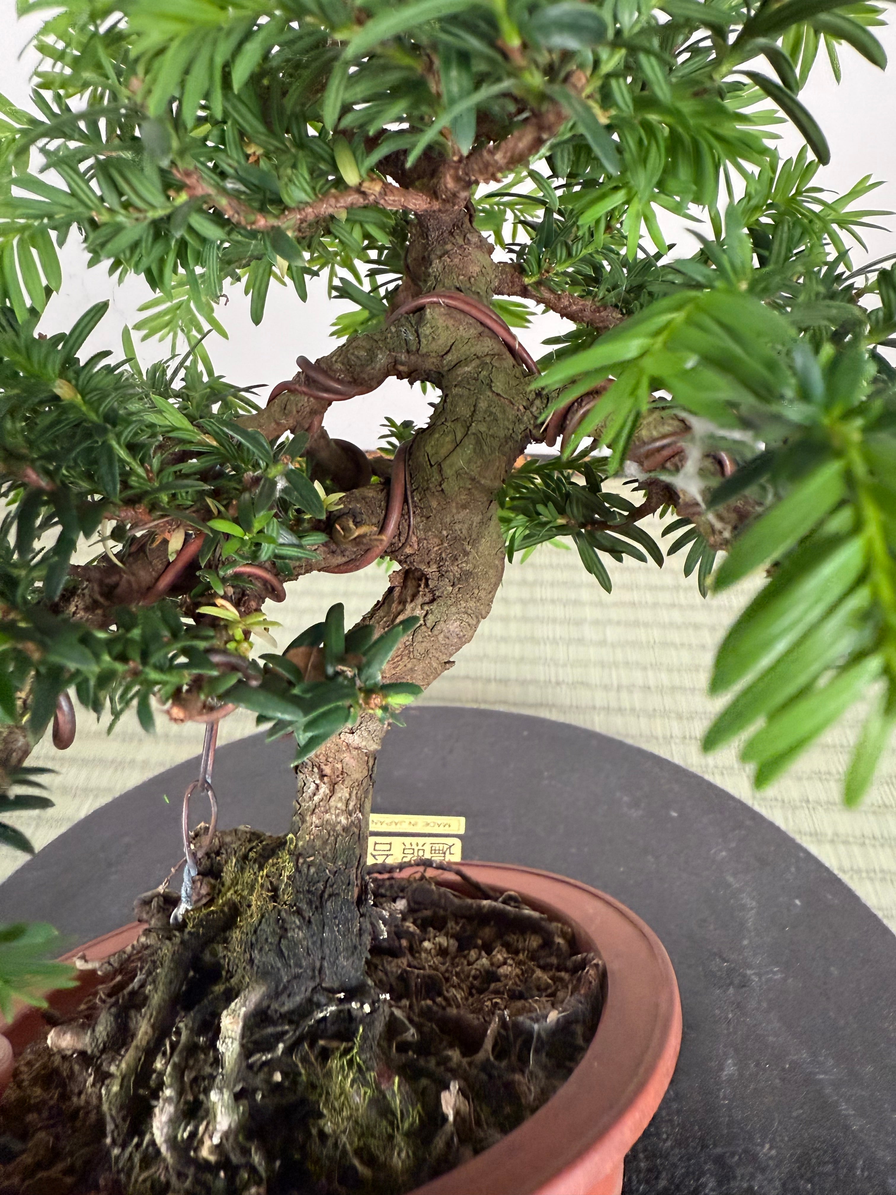 Taxus