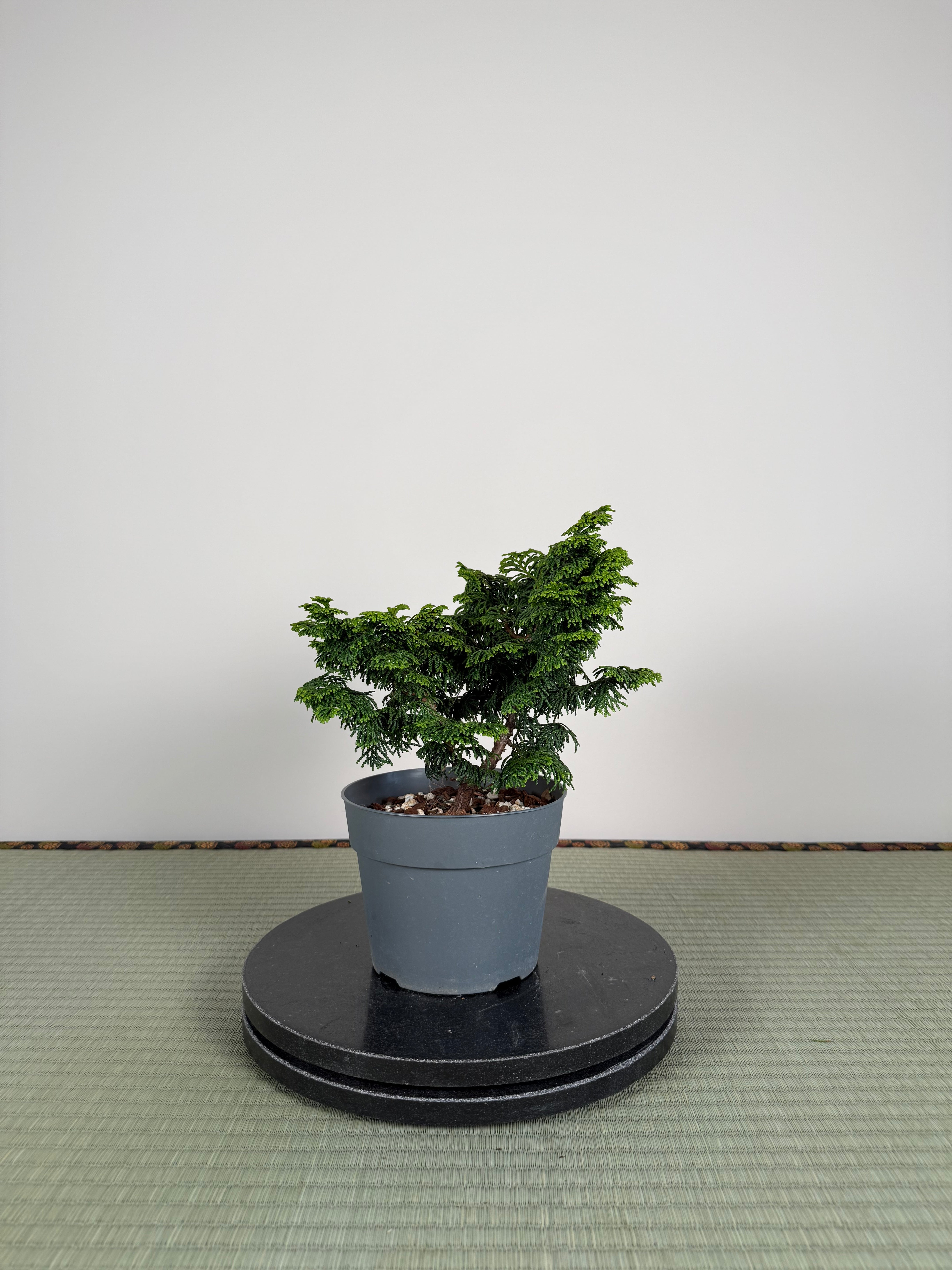 Chamaecyparis obtusa 'nana'