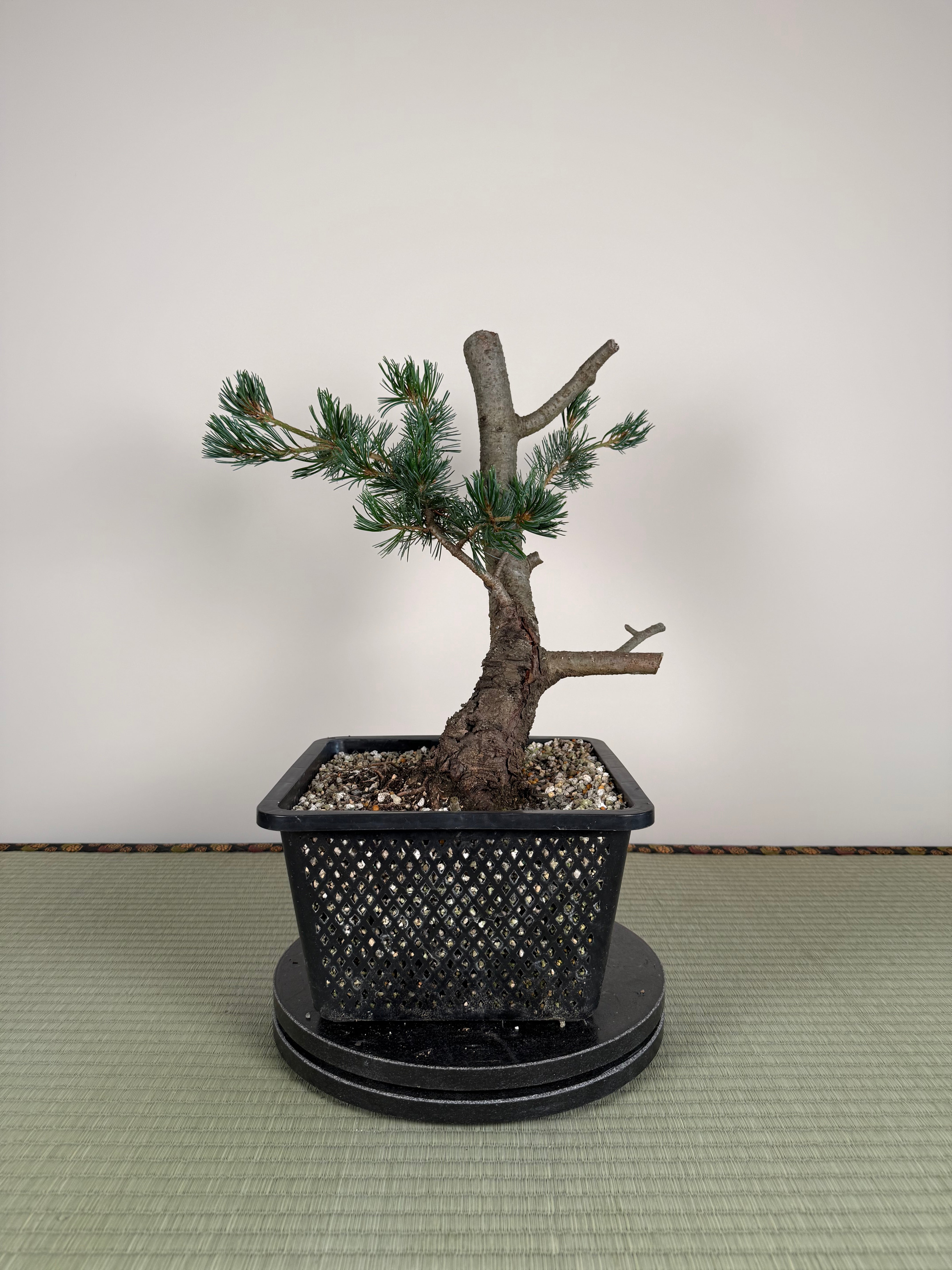 Pinus parviflora 'Kokonoe'