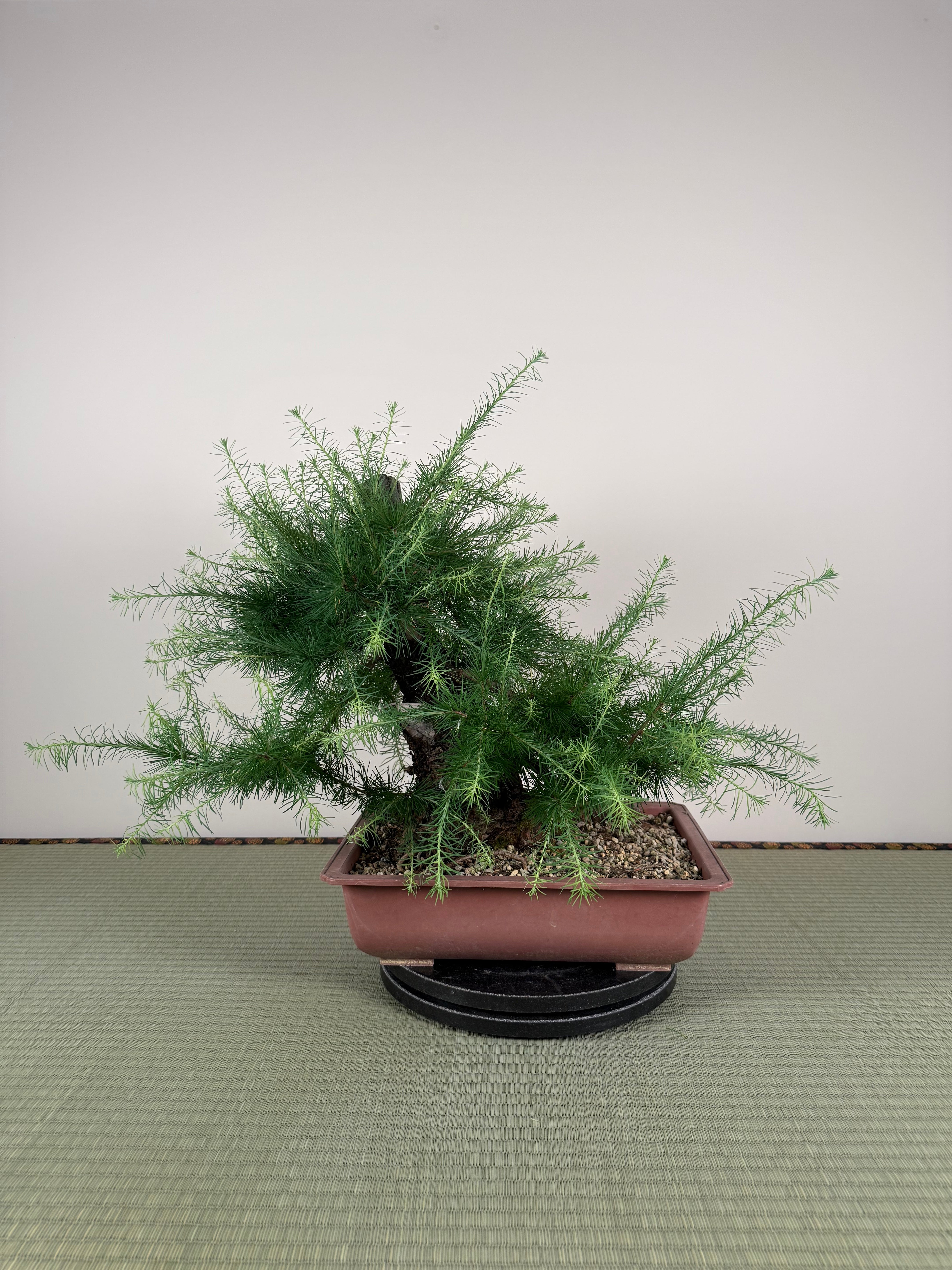 Larix