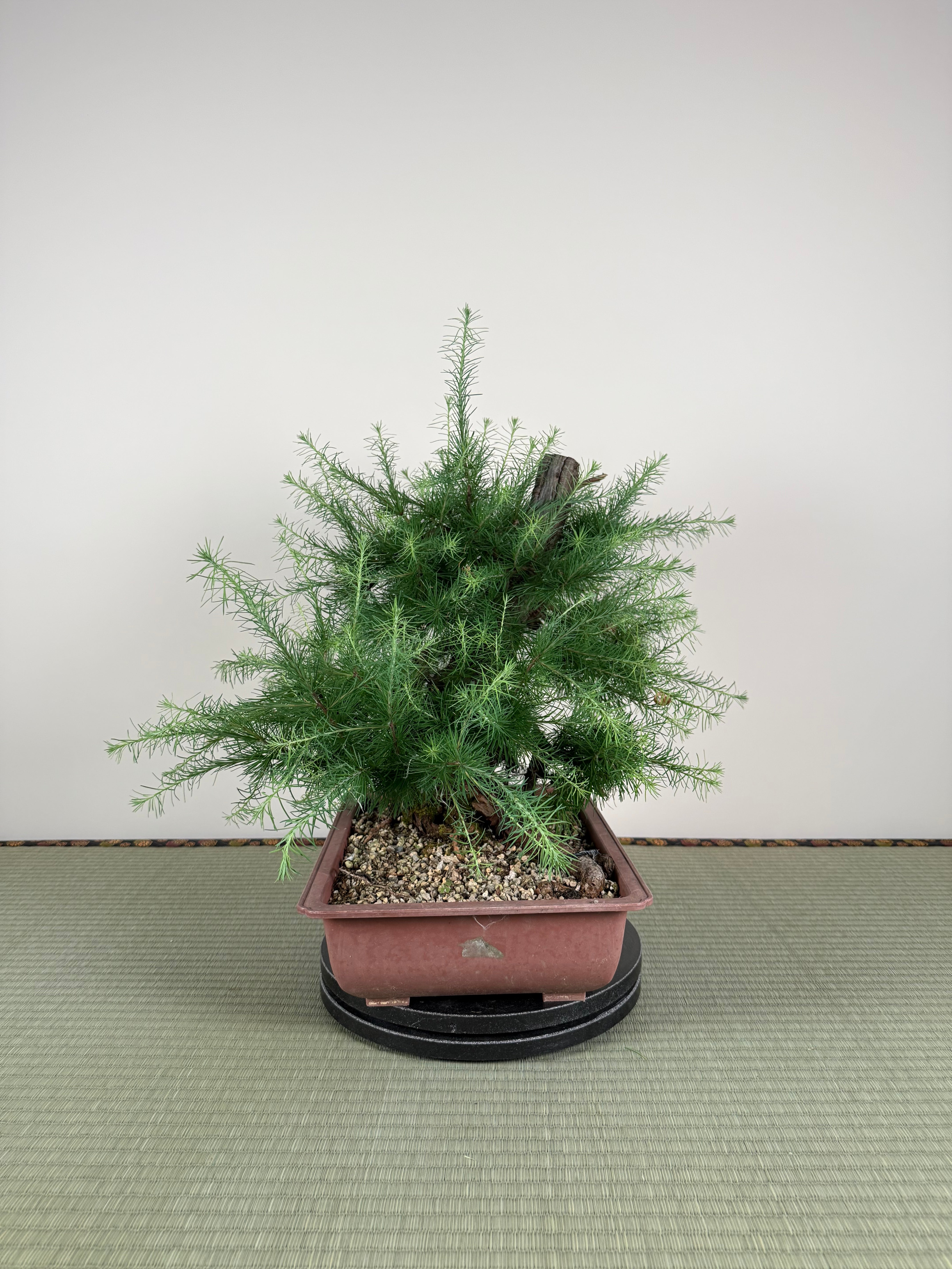 Larix