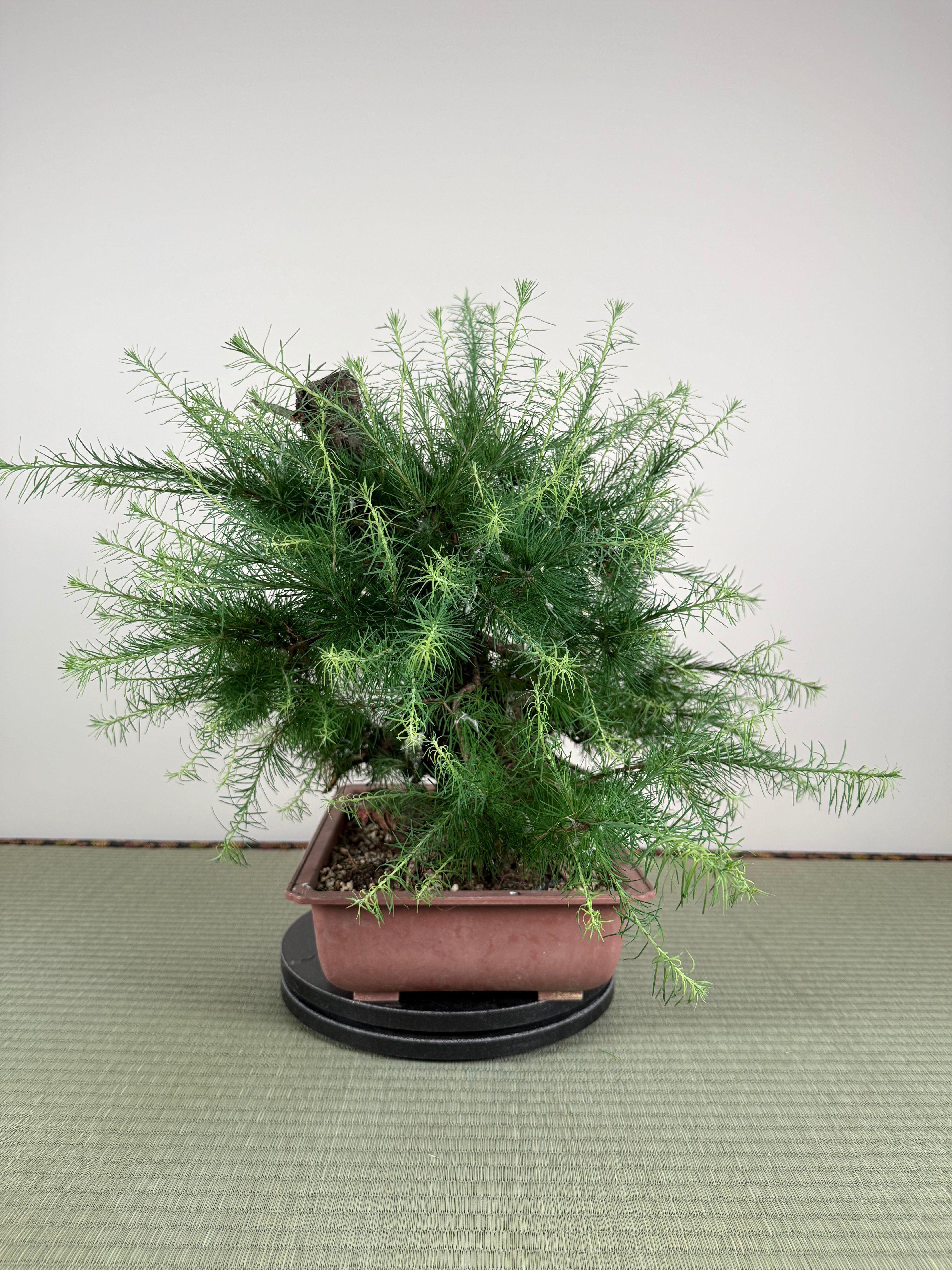 Larix