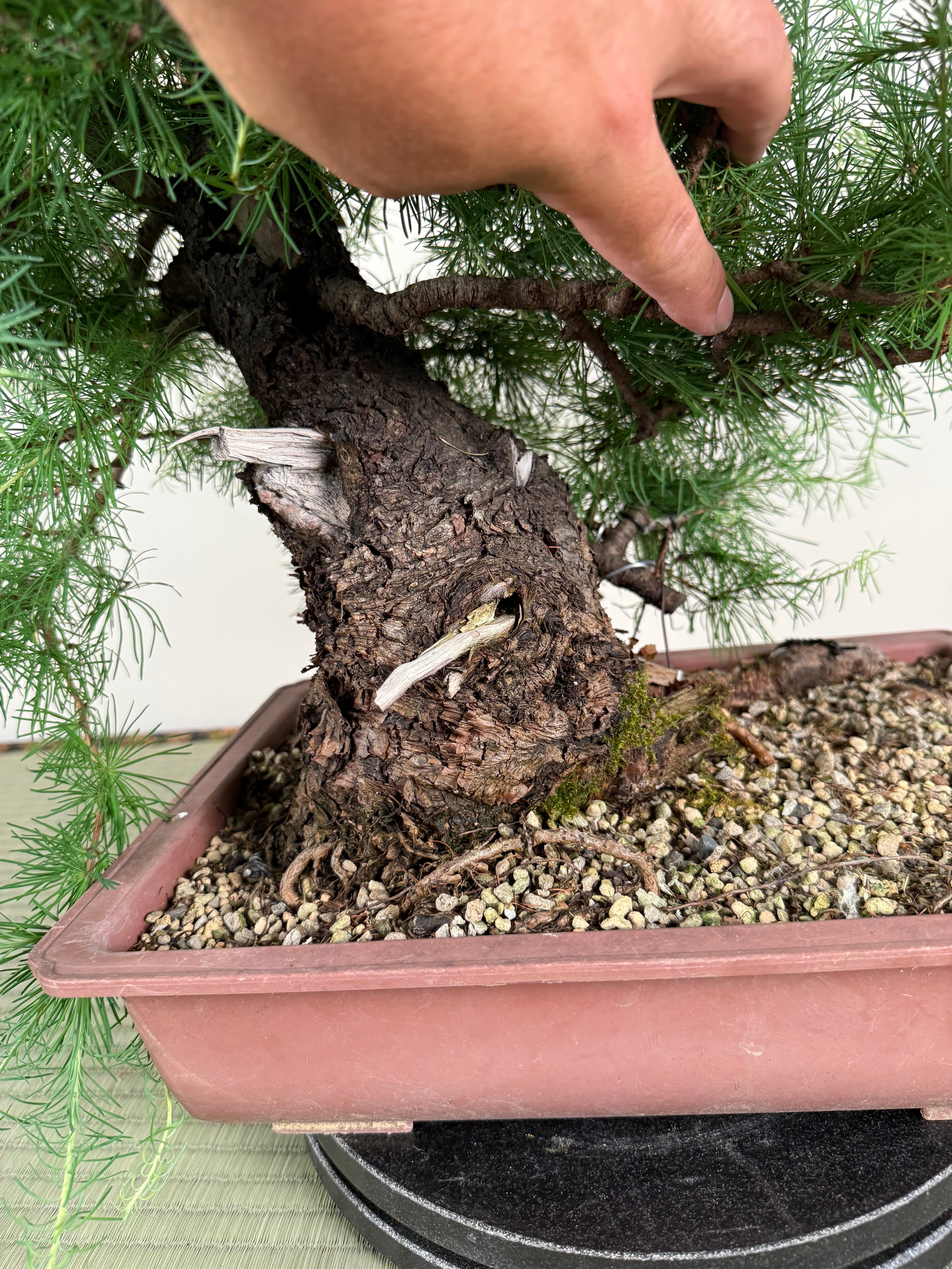 Larix