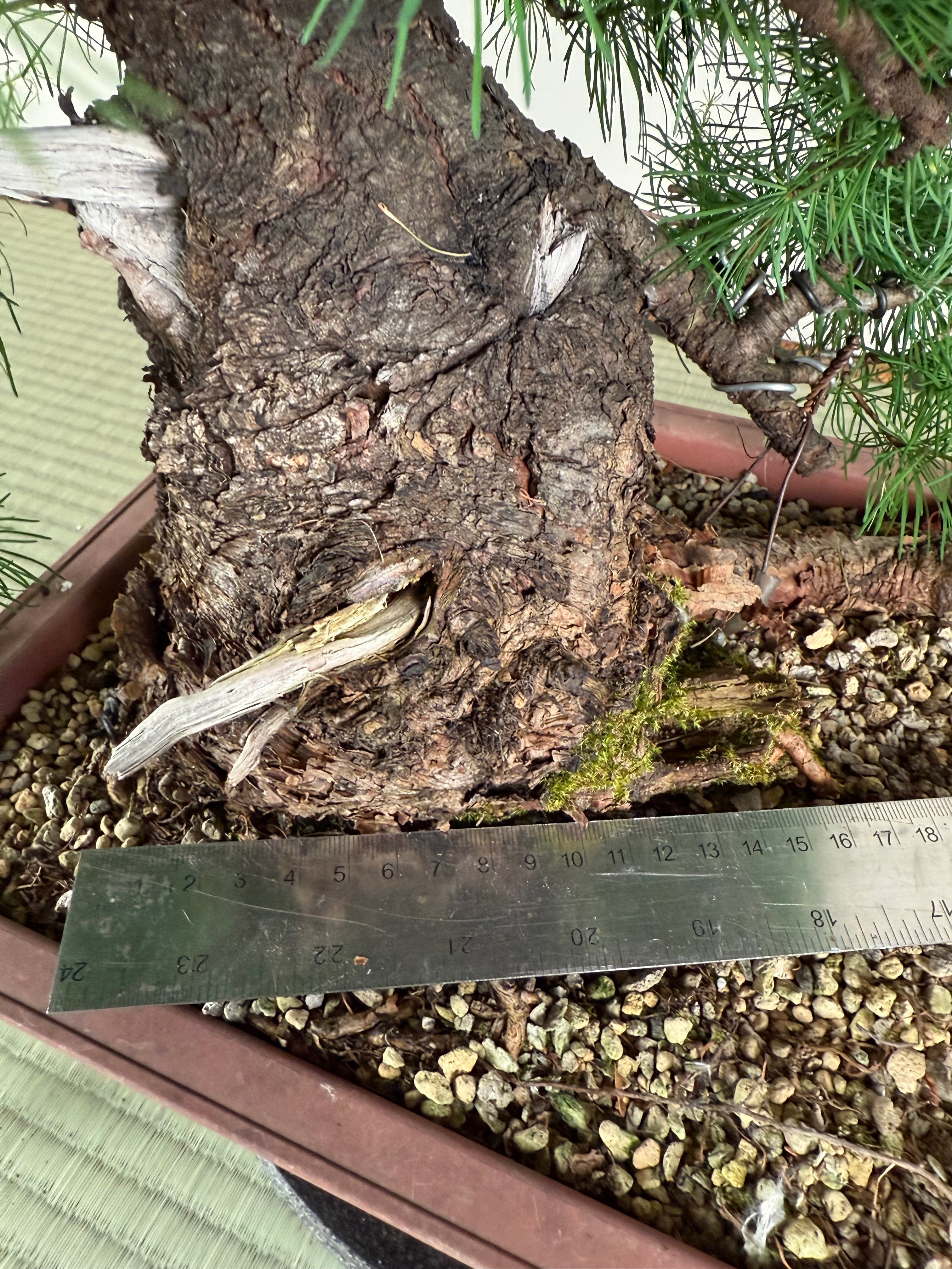 Larix