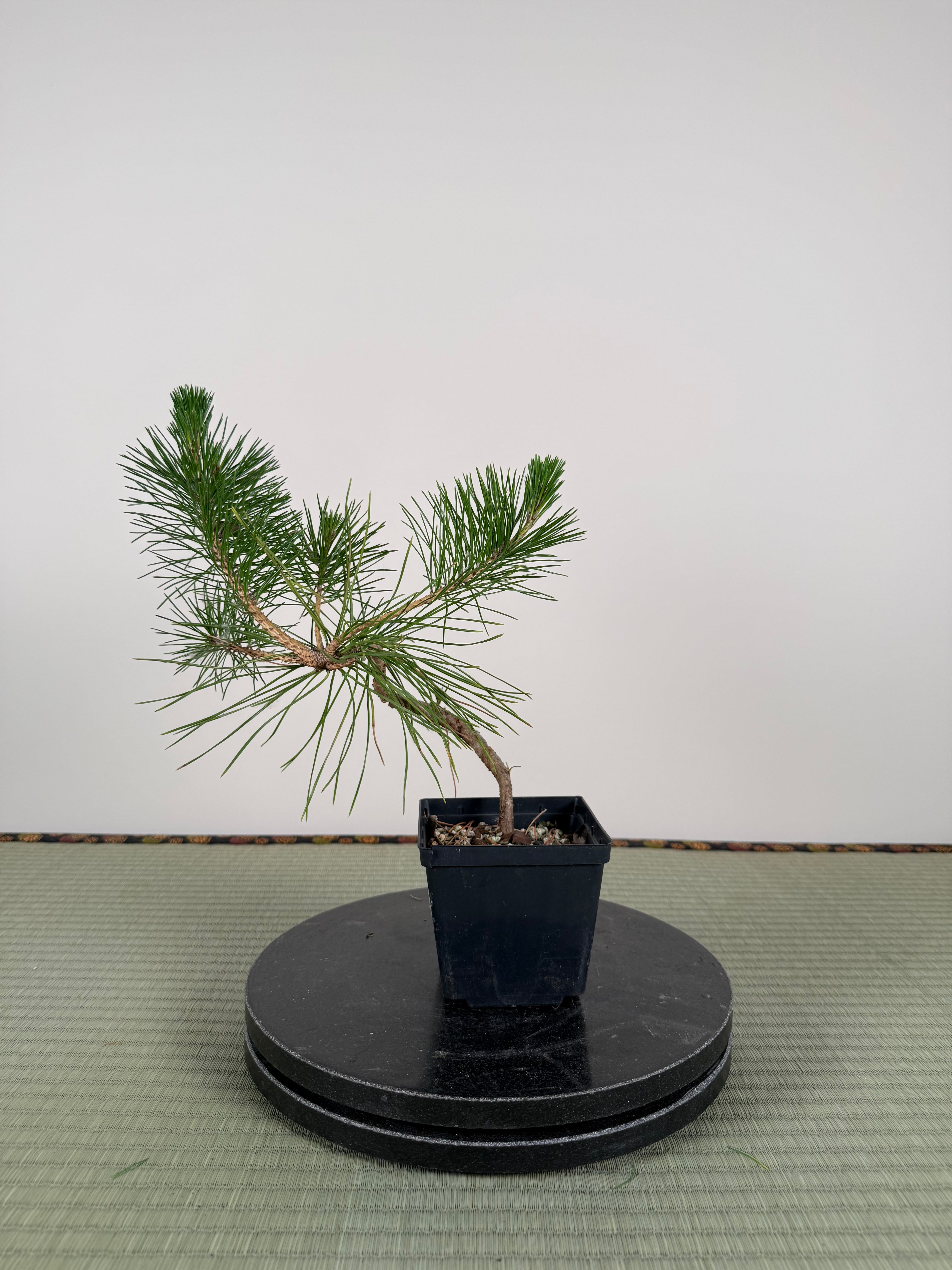 Pinus thunbergii