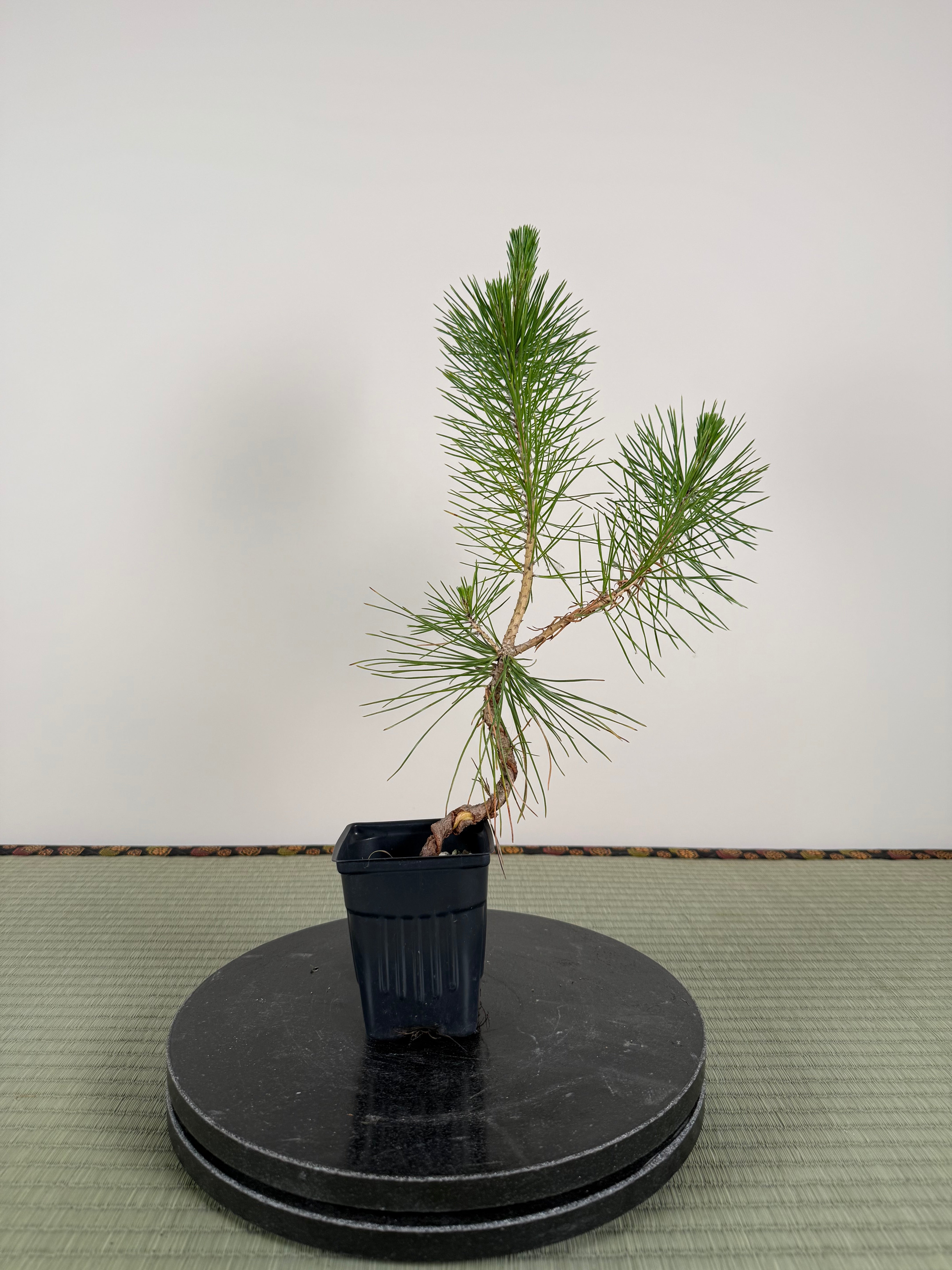 Pinus thunbergii (Wire Marks)