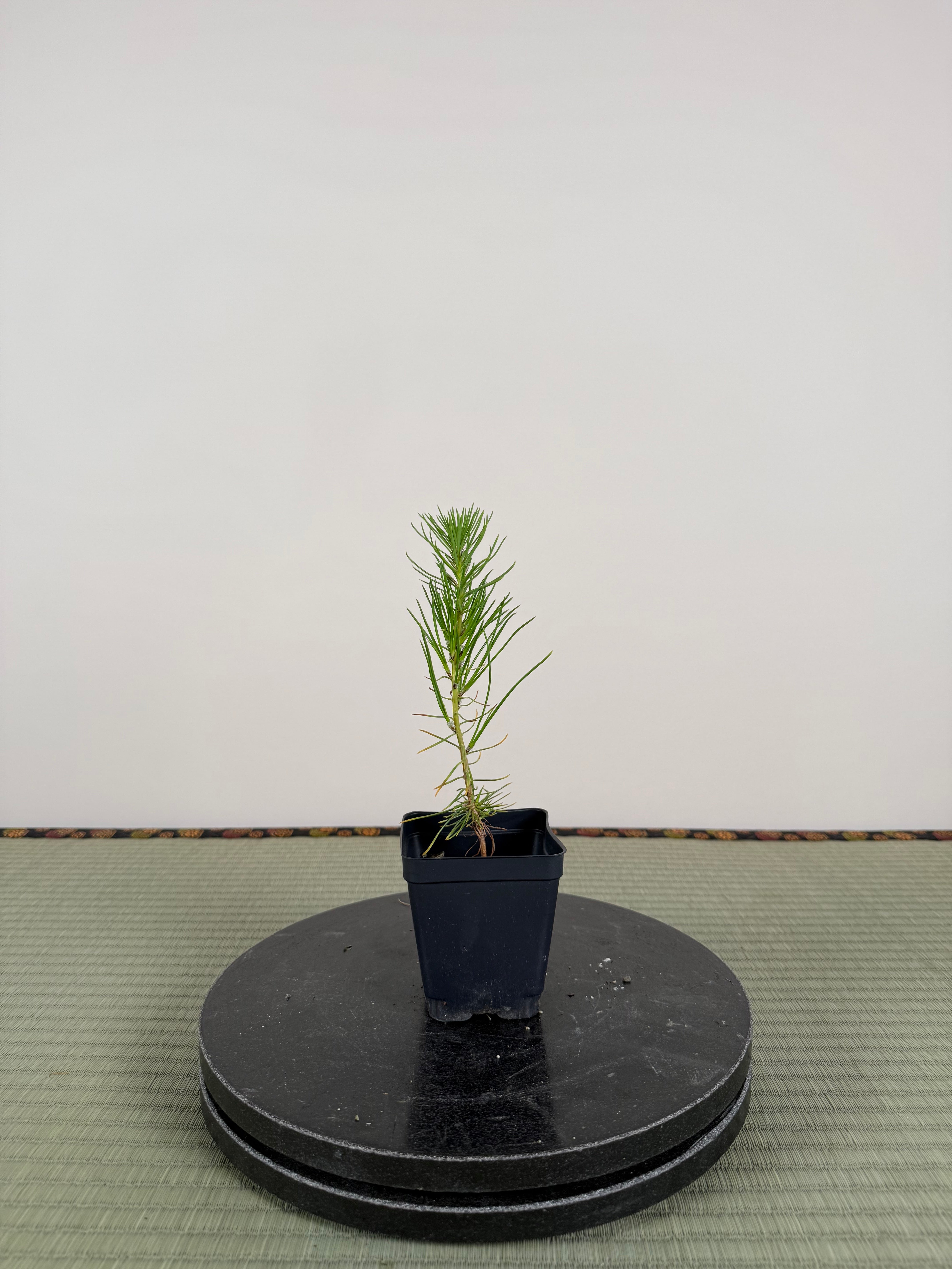 Pinus densiflora