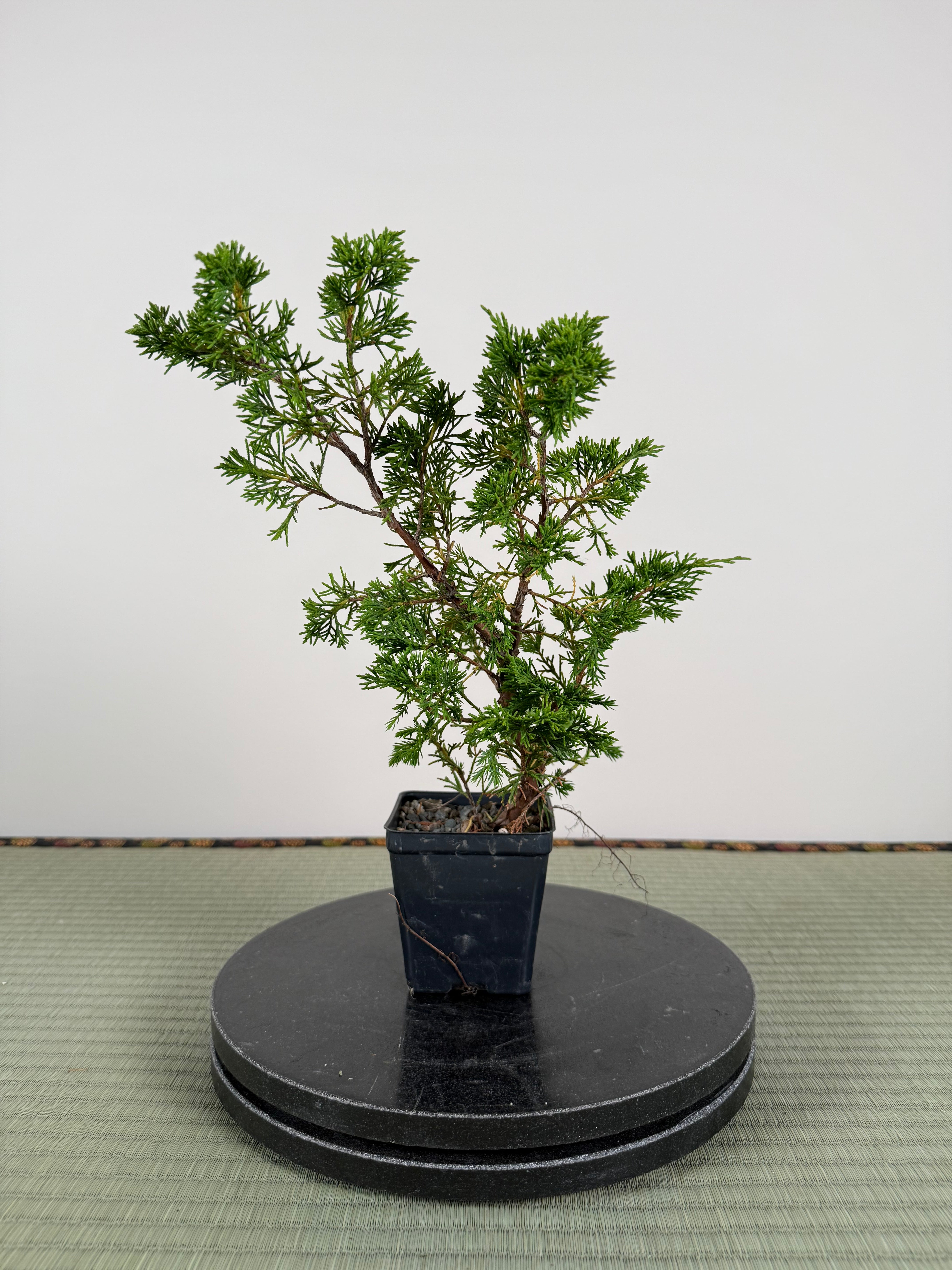 Juniperus chinensis Itoigawa