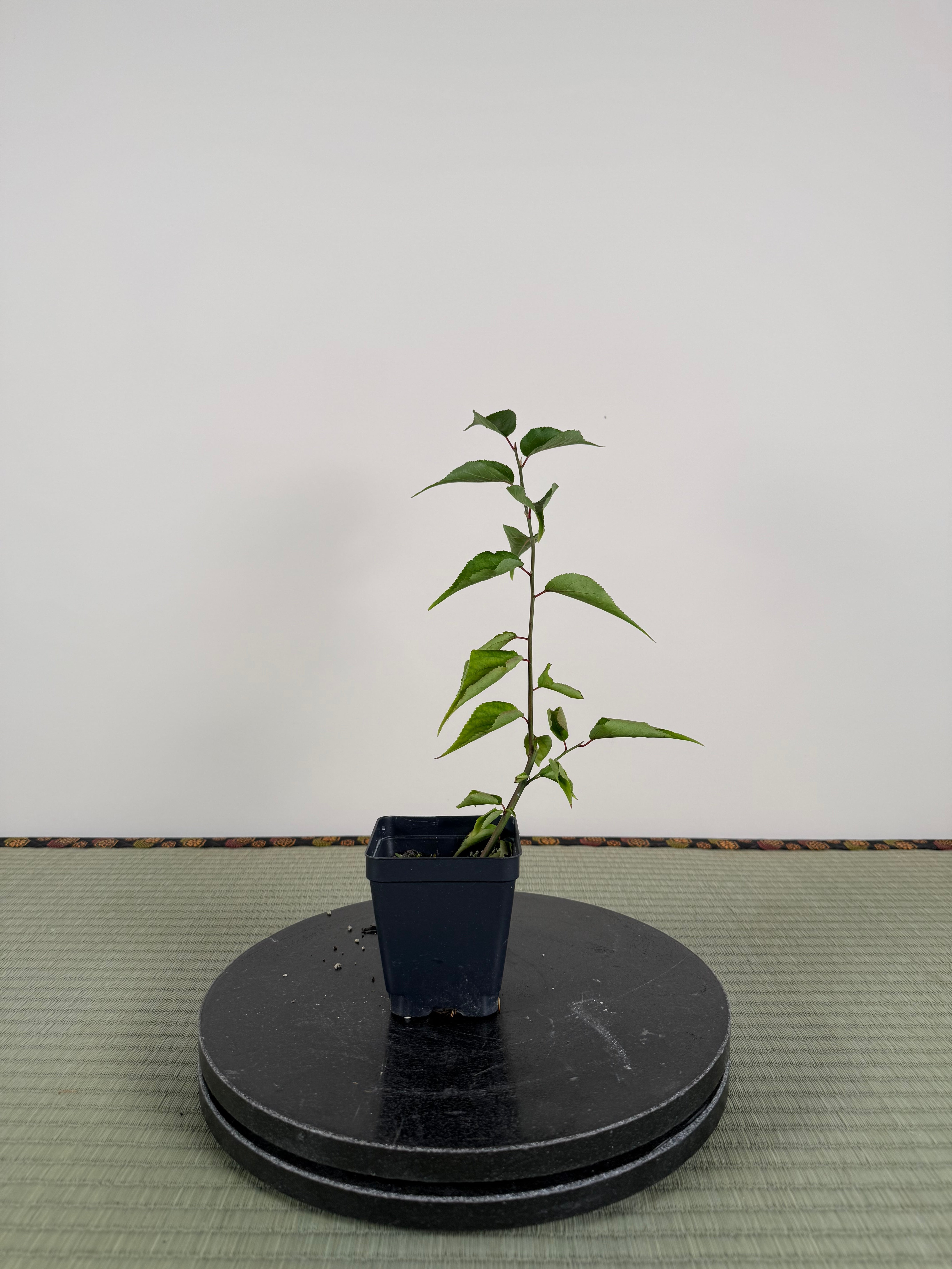 Prunus mume 'QĪNGXIĀNG YÙDIÉ'