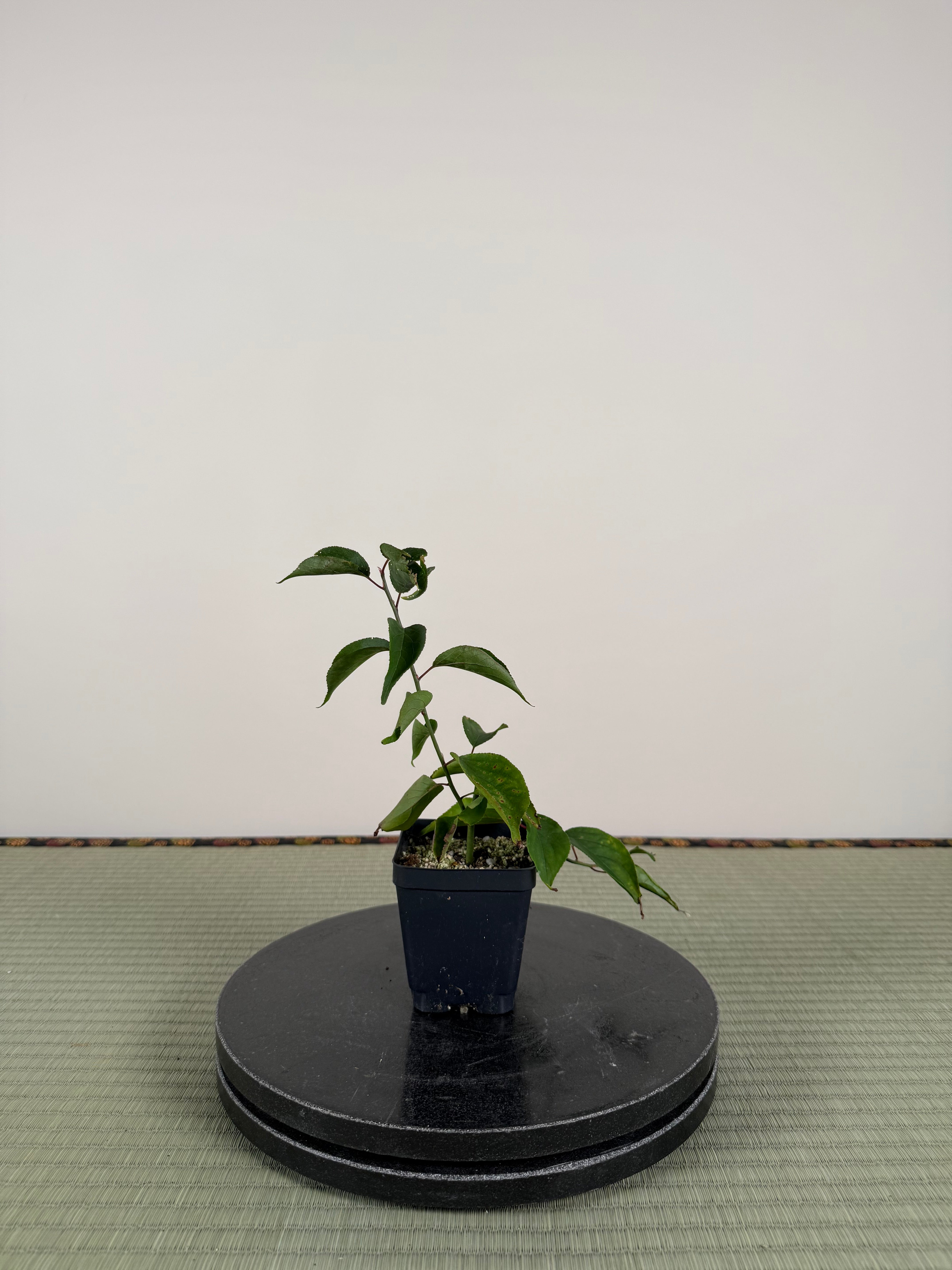 Prunus mume 'QIĀNBÀN ZHŪSHĀ'