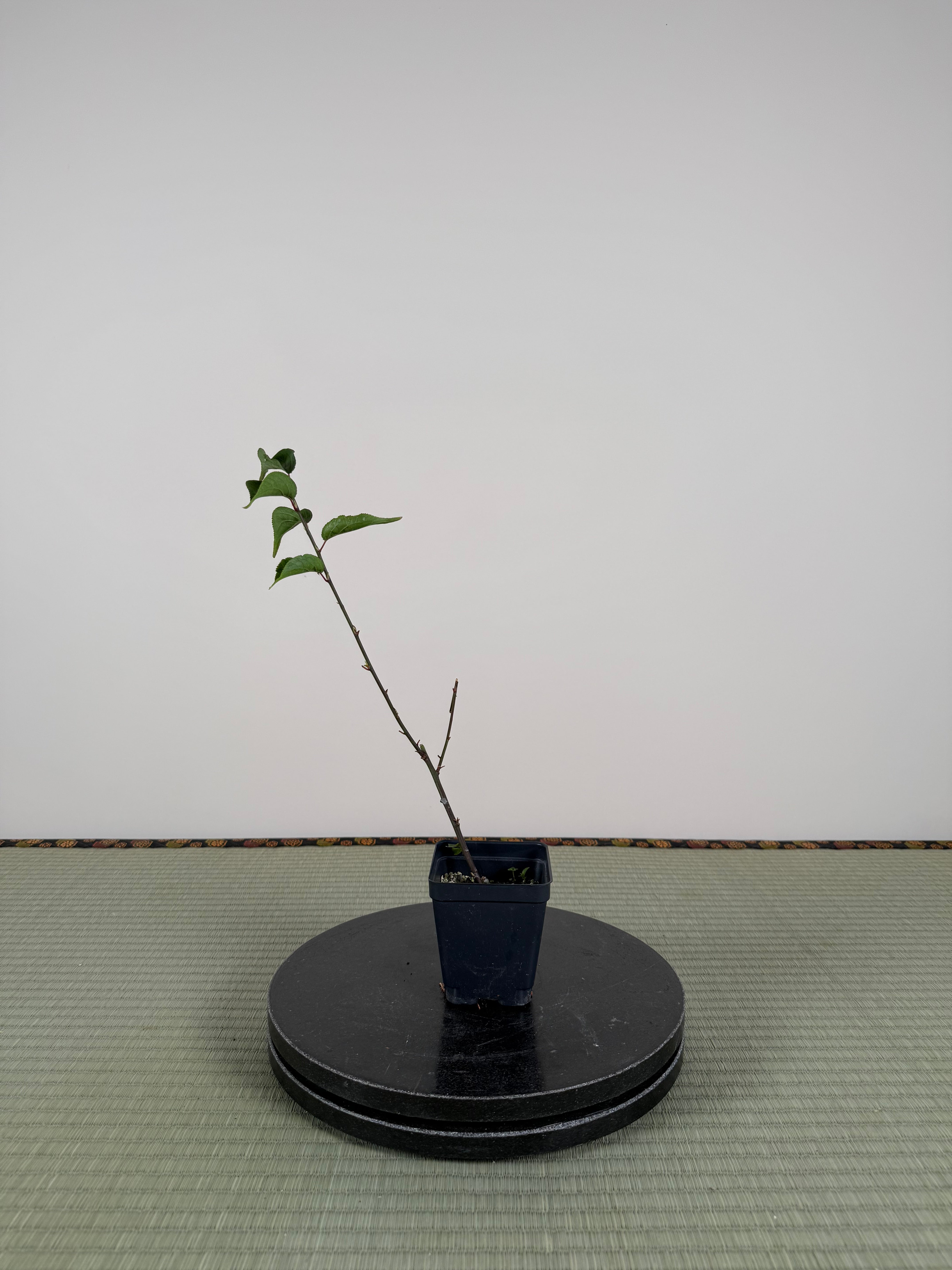 Prunus mume 'SŌNGYUÁN ZHŪSHĀ'