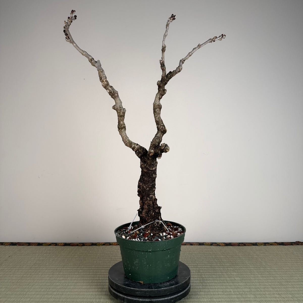 Wisteria floribunda