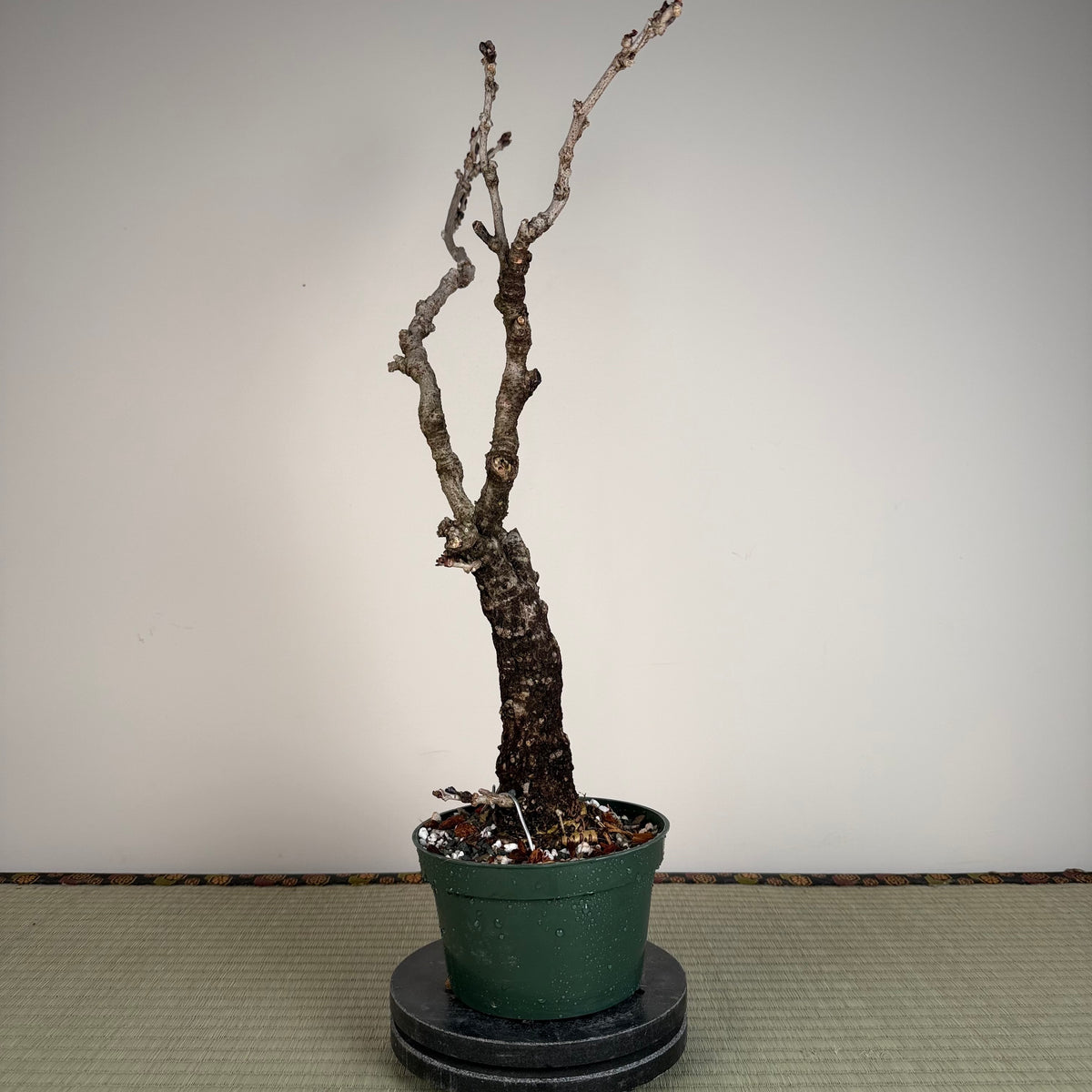 Wisteria floribunda
