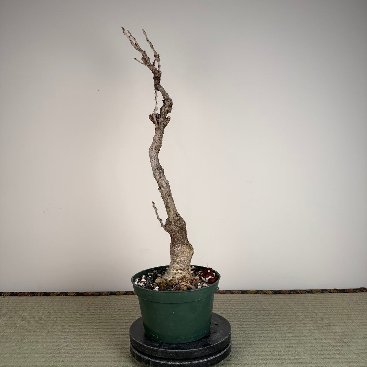 Wisteria floribunda
