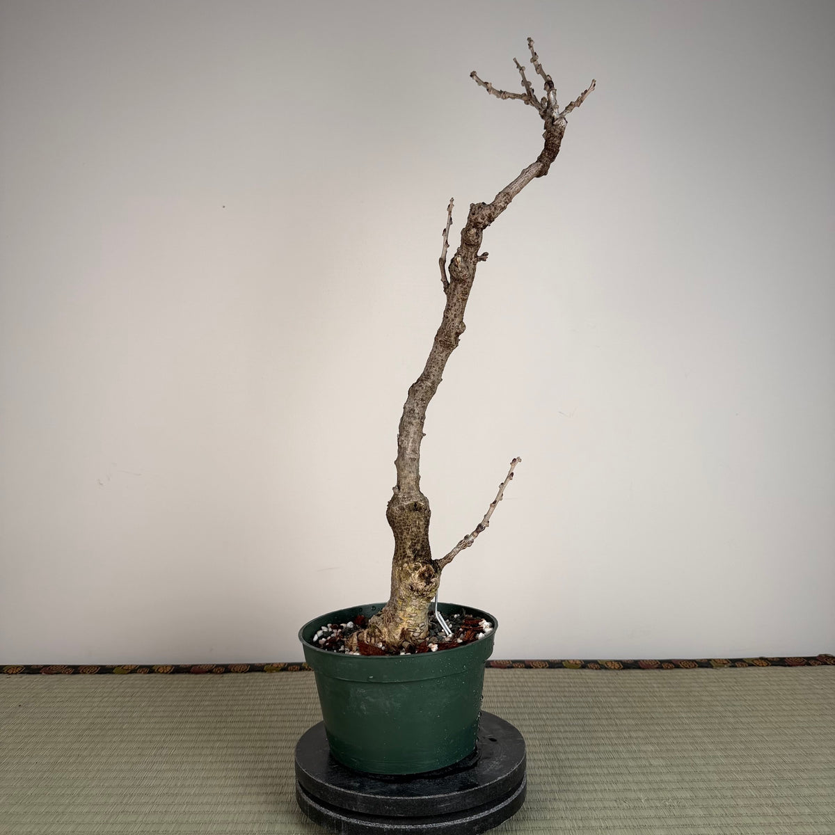 Wisteria floribunda