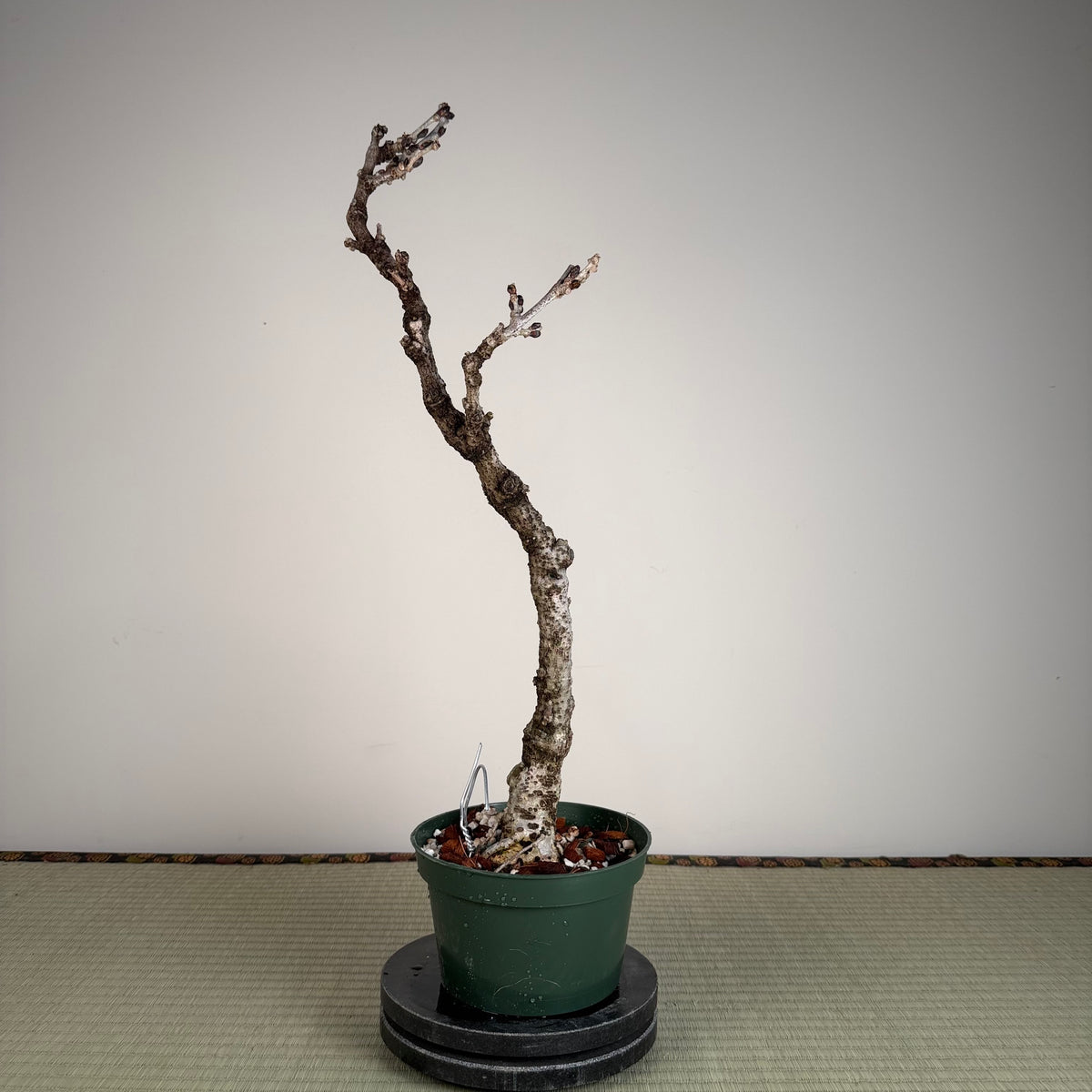 Wisteria floribunda