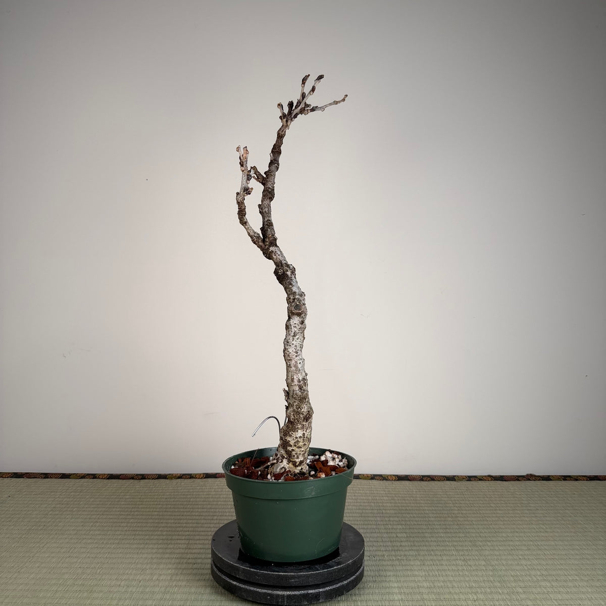 Wisteria floribunda
