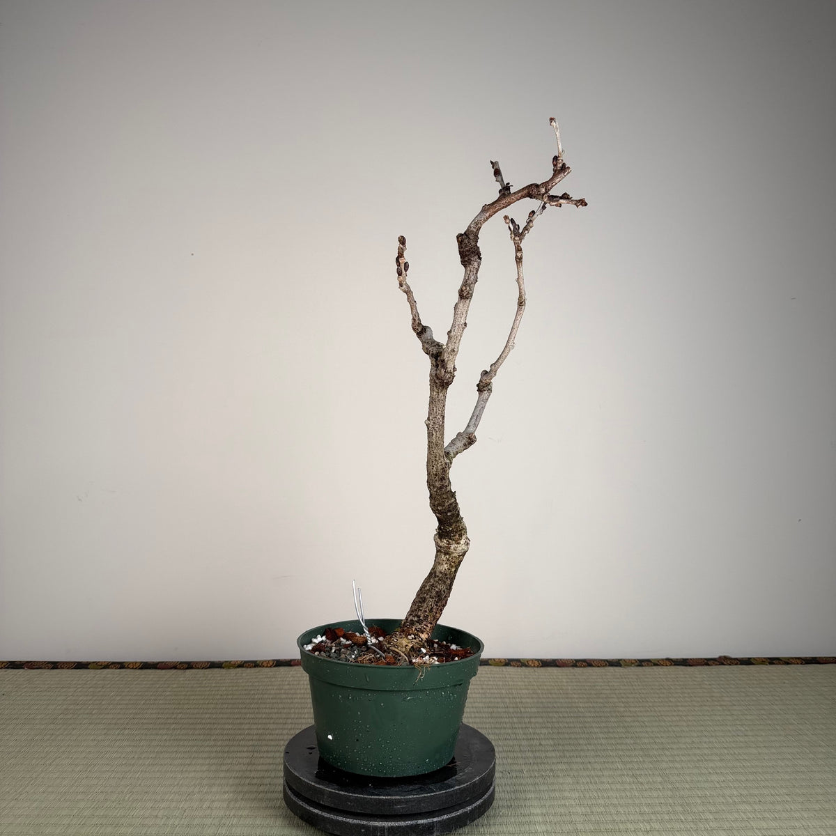 Wisteria floribunda