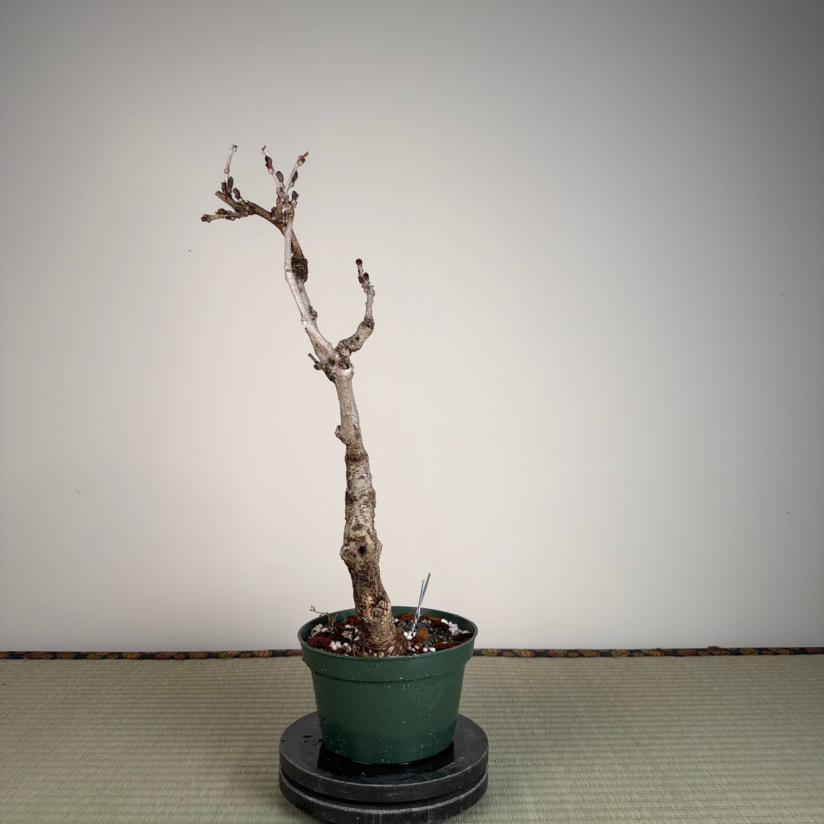 Wisteria floribunda