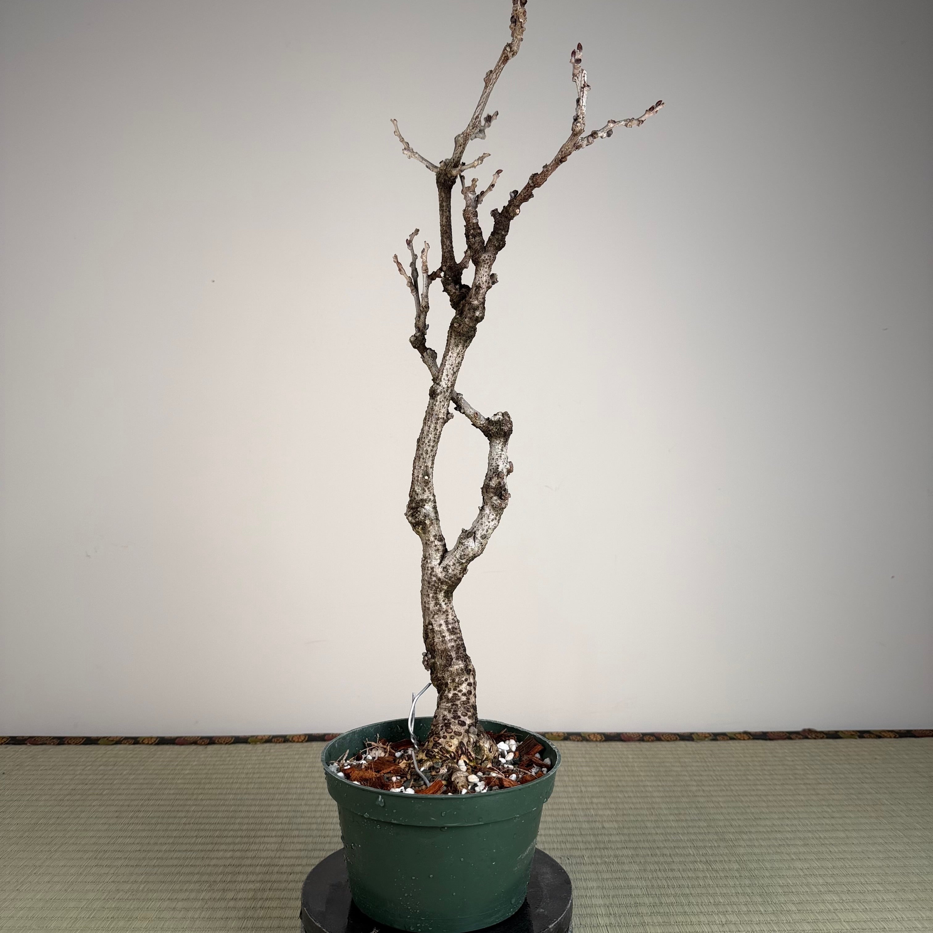 Wisteria floribunda