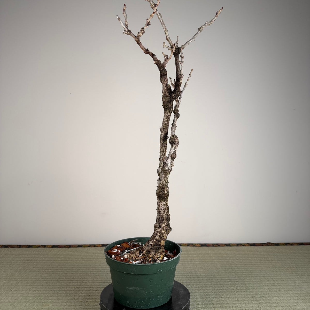 Wisteria floribunda