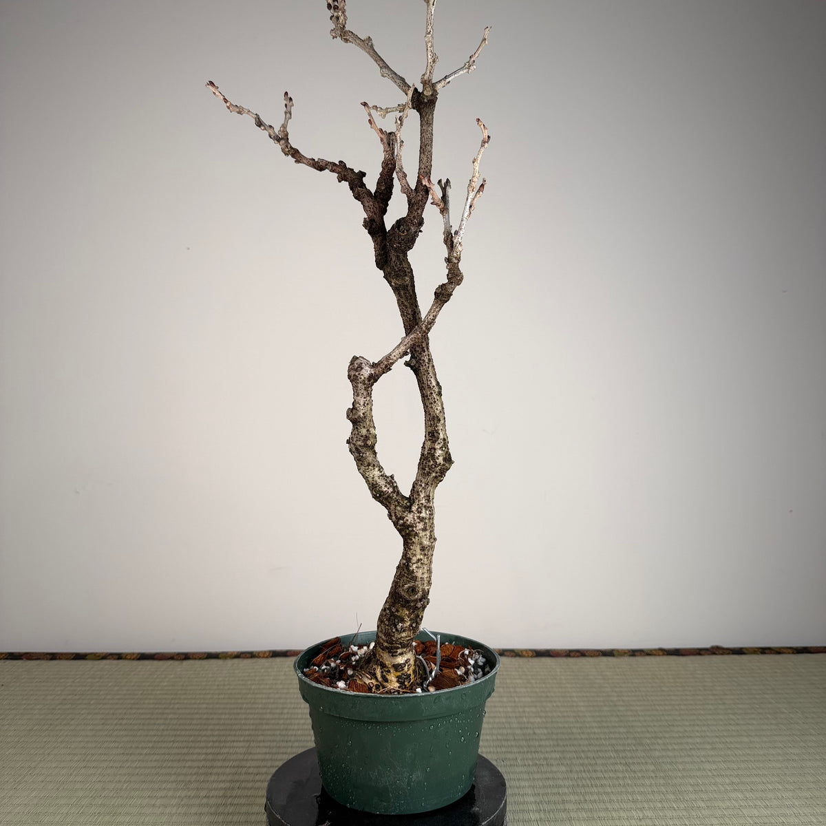 Wisteria floribunda