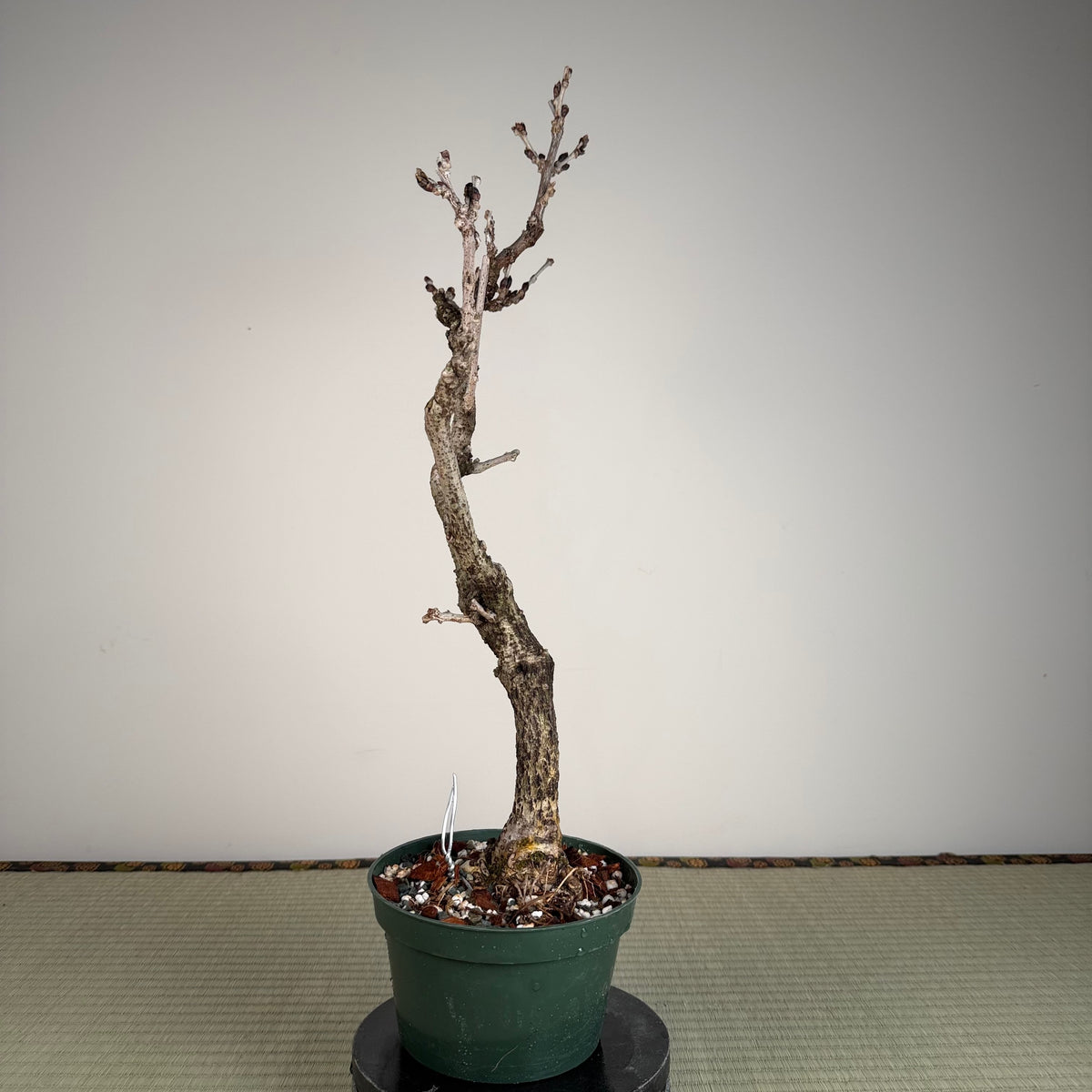 Glycine floribunda