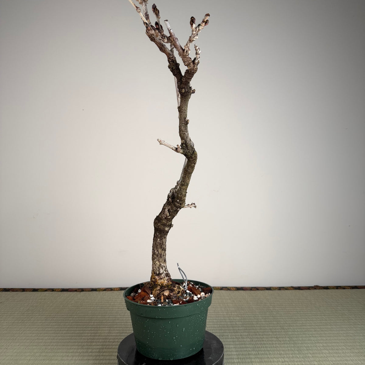 Glycine floribunda