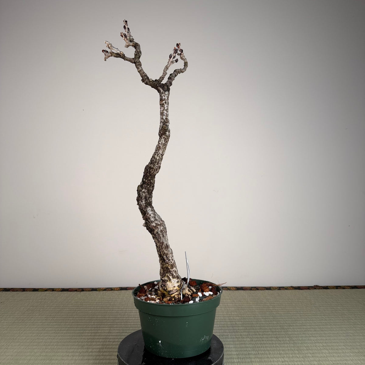 Wisteria floribunda