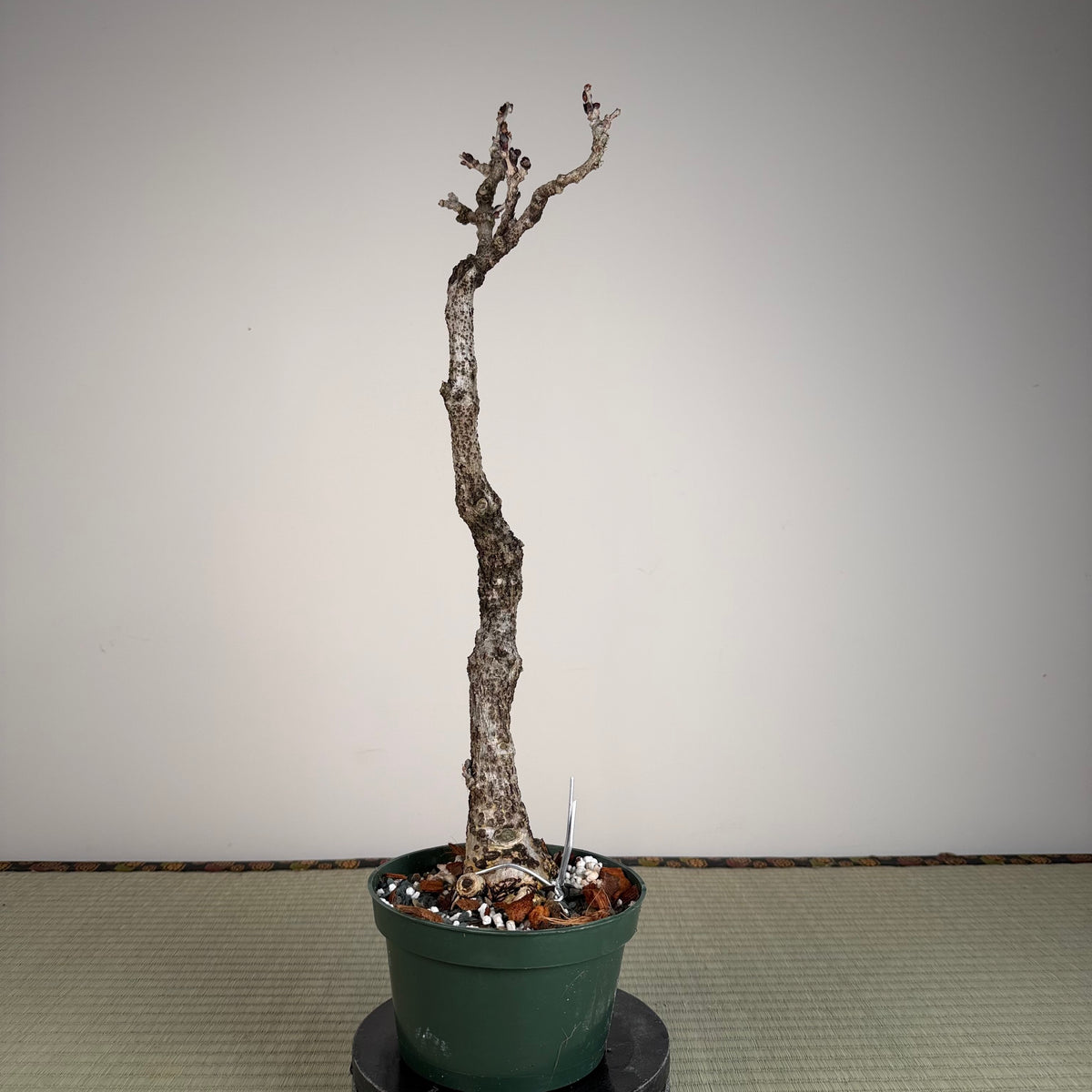 Wisteria floribunda