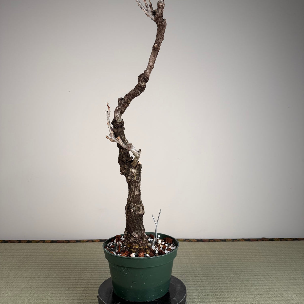 Wisteria floribunda