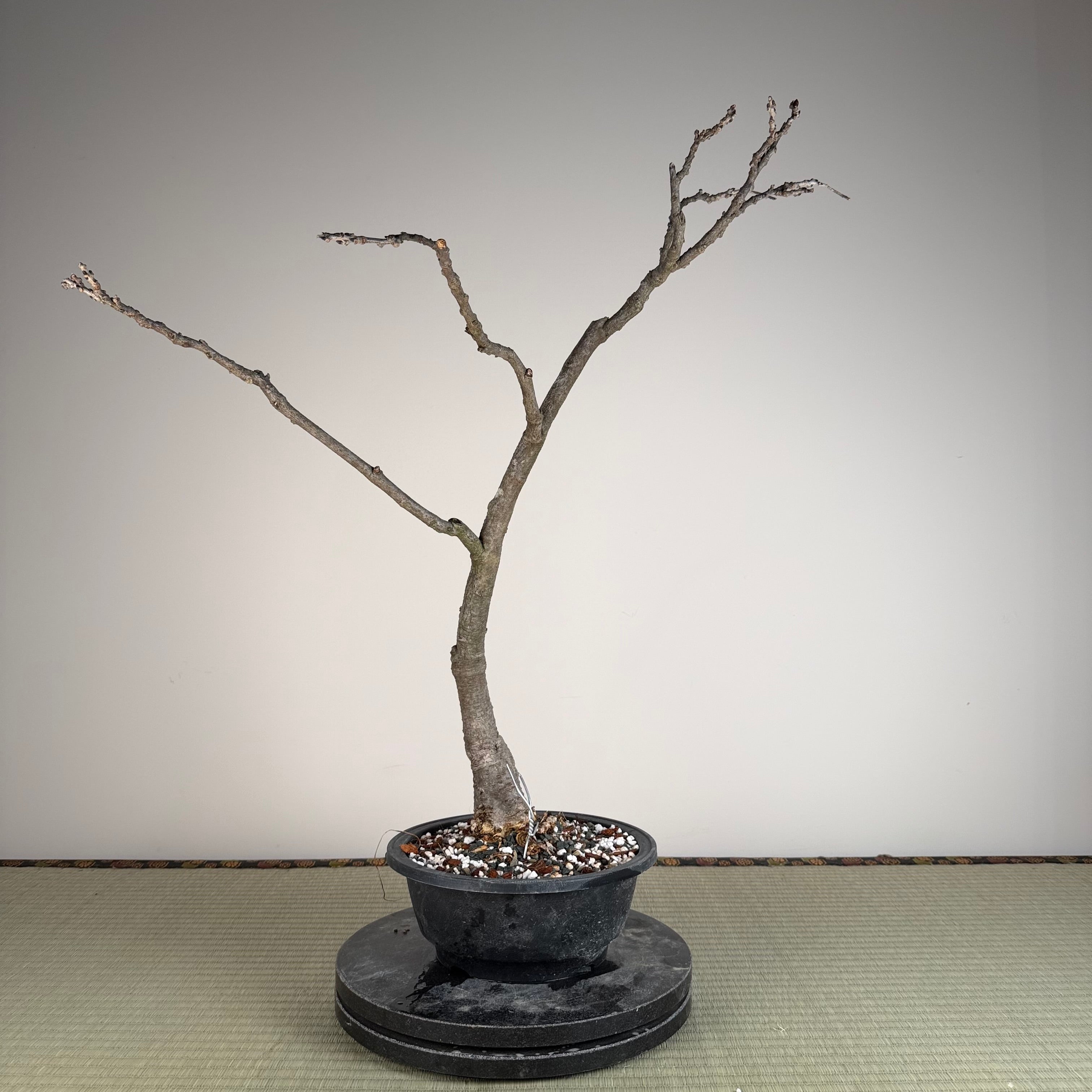 Wisteria floribunda (white)